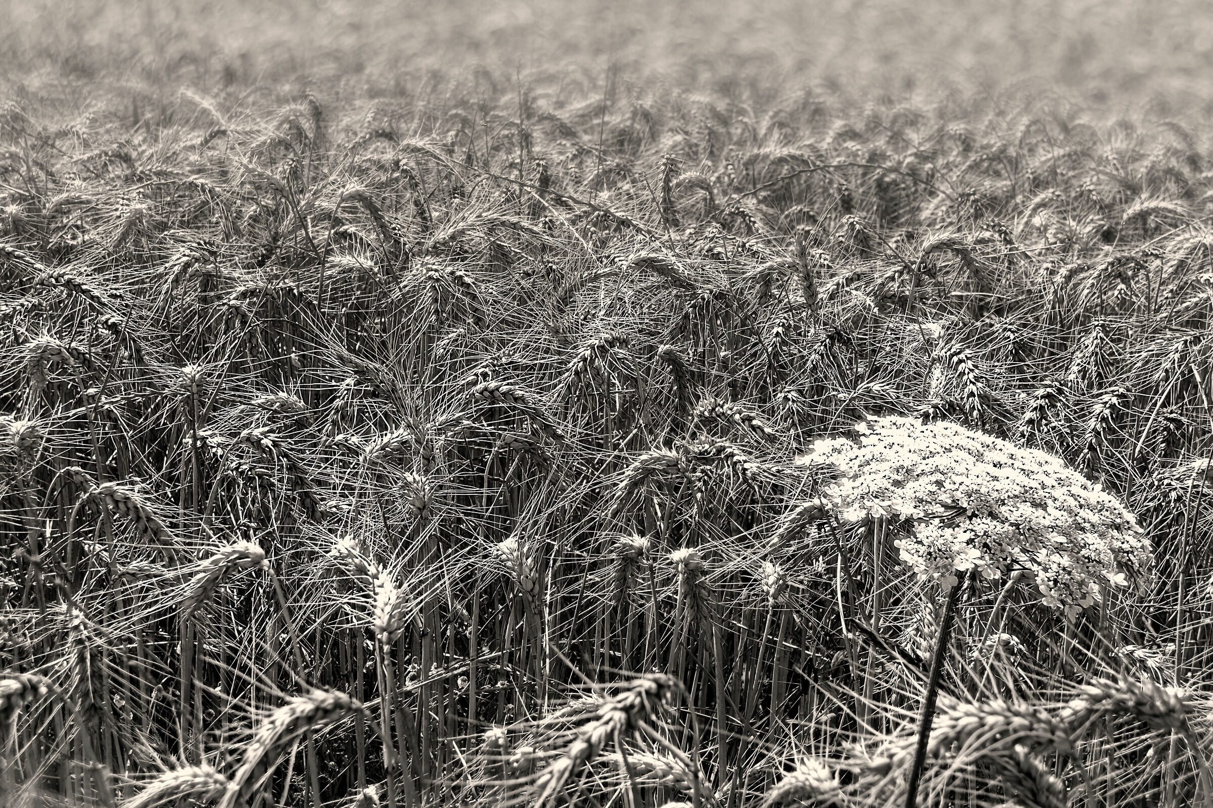 mezzogiorno di fuoco