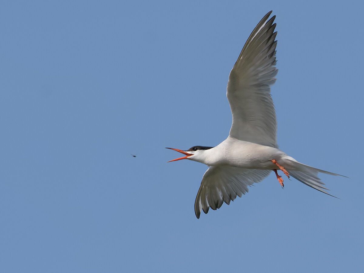 "not just fish" common tern (tern hirundo)
