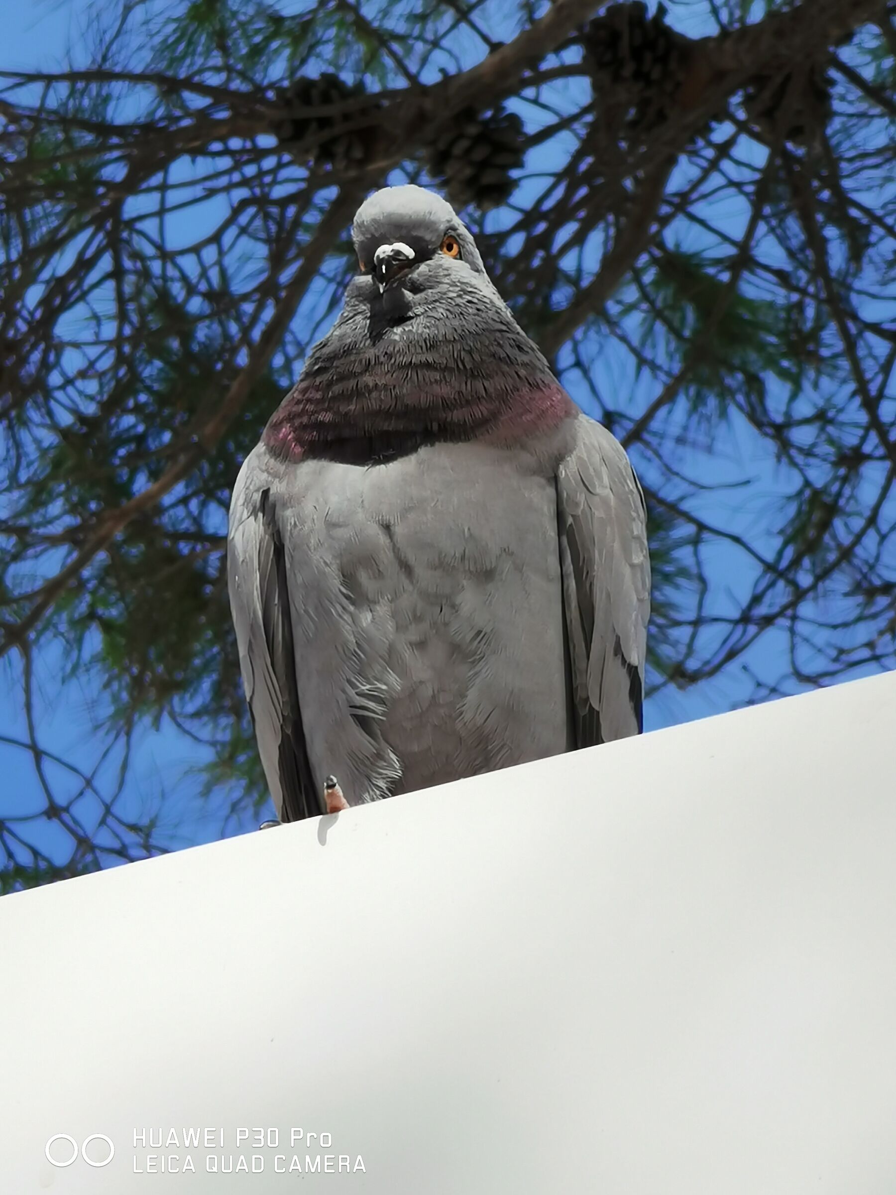 The viewer intrigued by humans. (270mm)