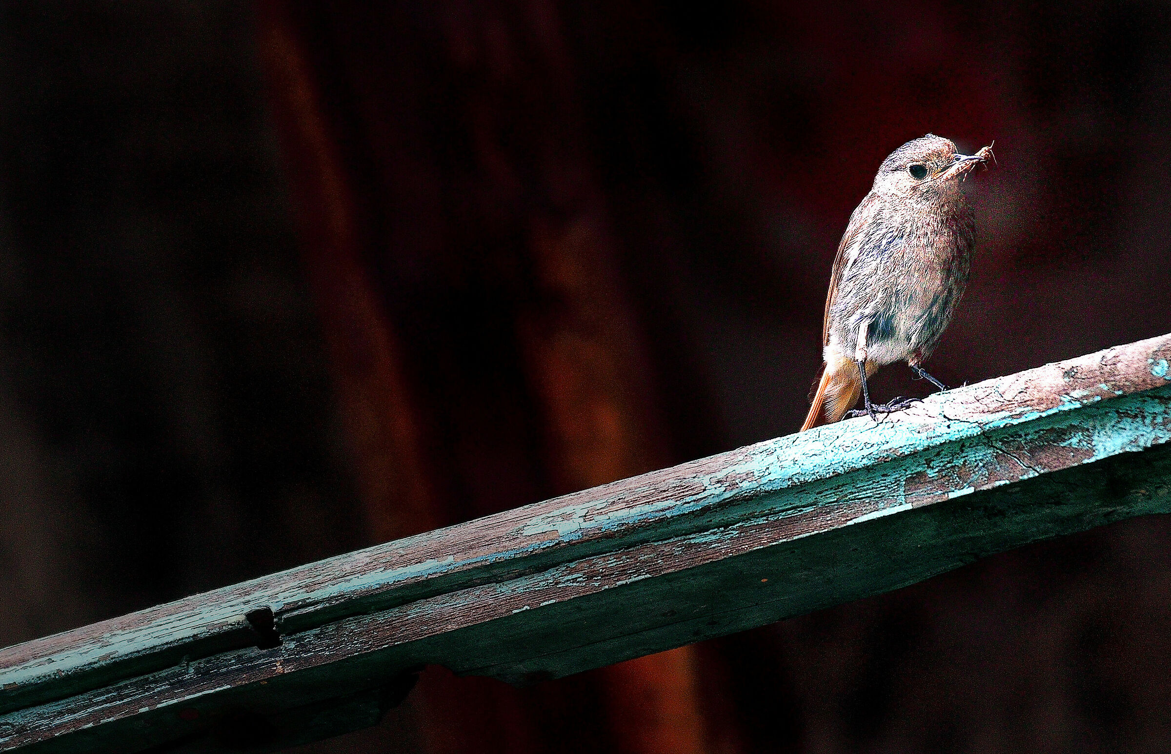 Cibo per i nuovi nati
