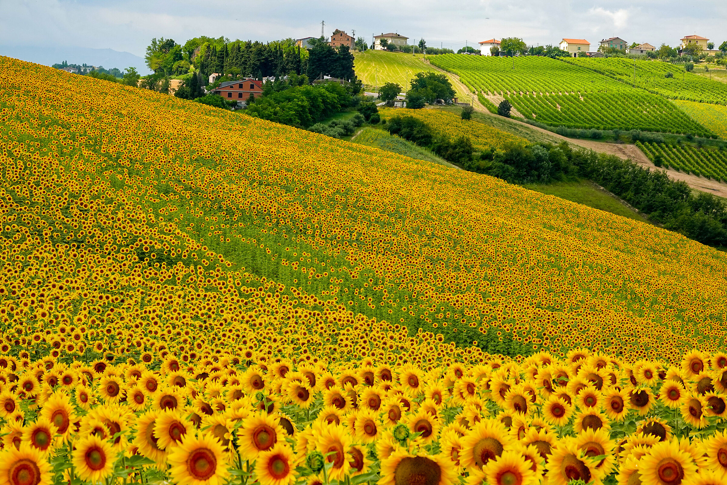 ... my Valdaso is colored yellow !!!