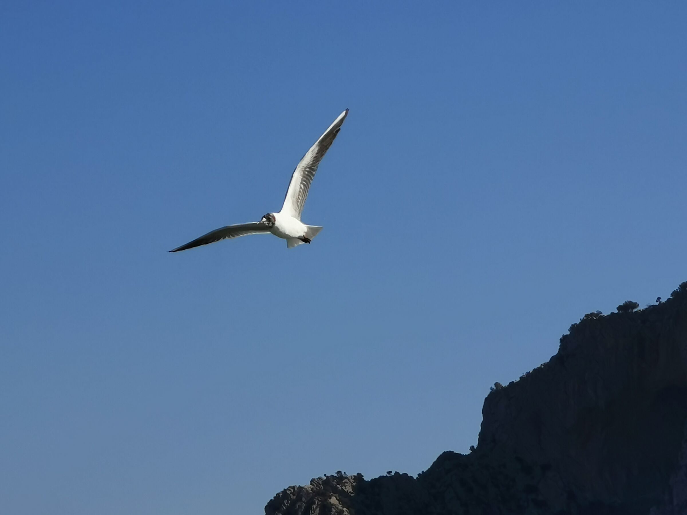 In the air. (270mm hybrid).