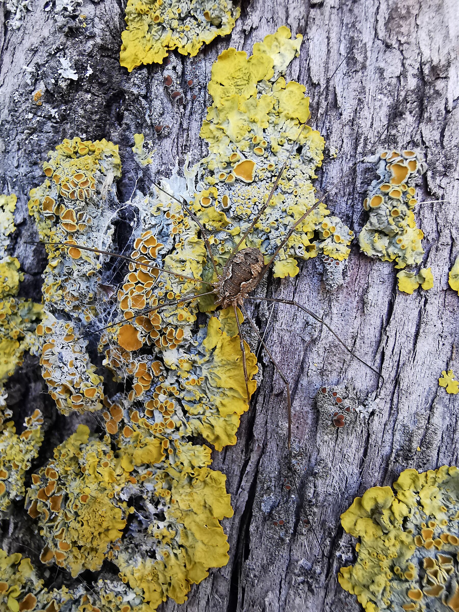 Trying to camouflage yourself.