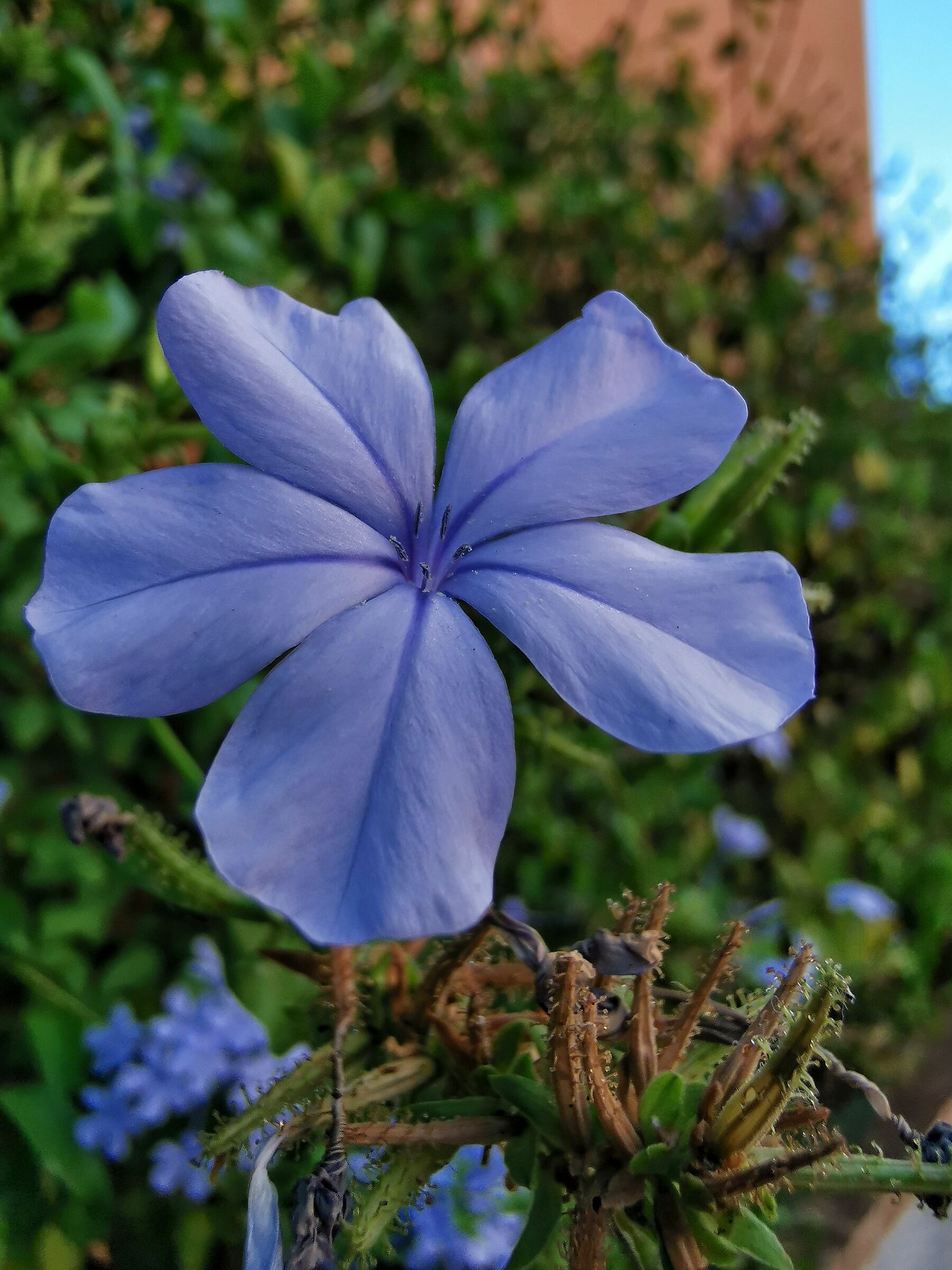 "Super Macro". (Creata con l'Ultragrandangolar...