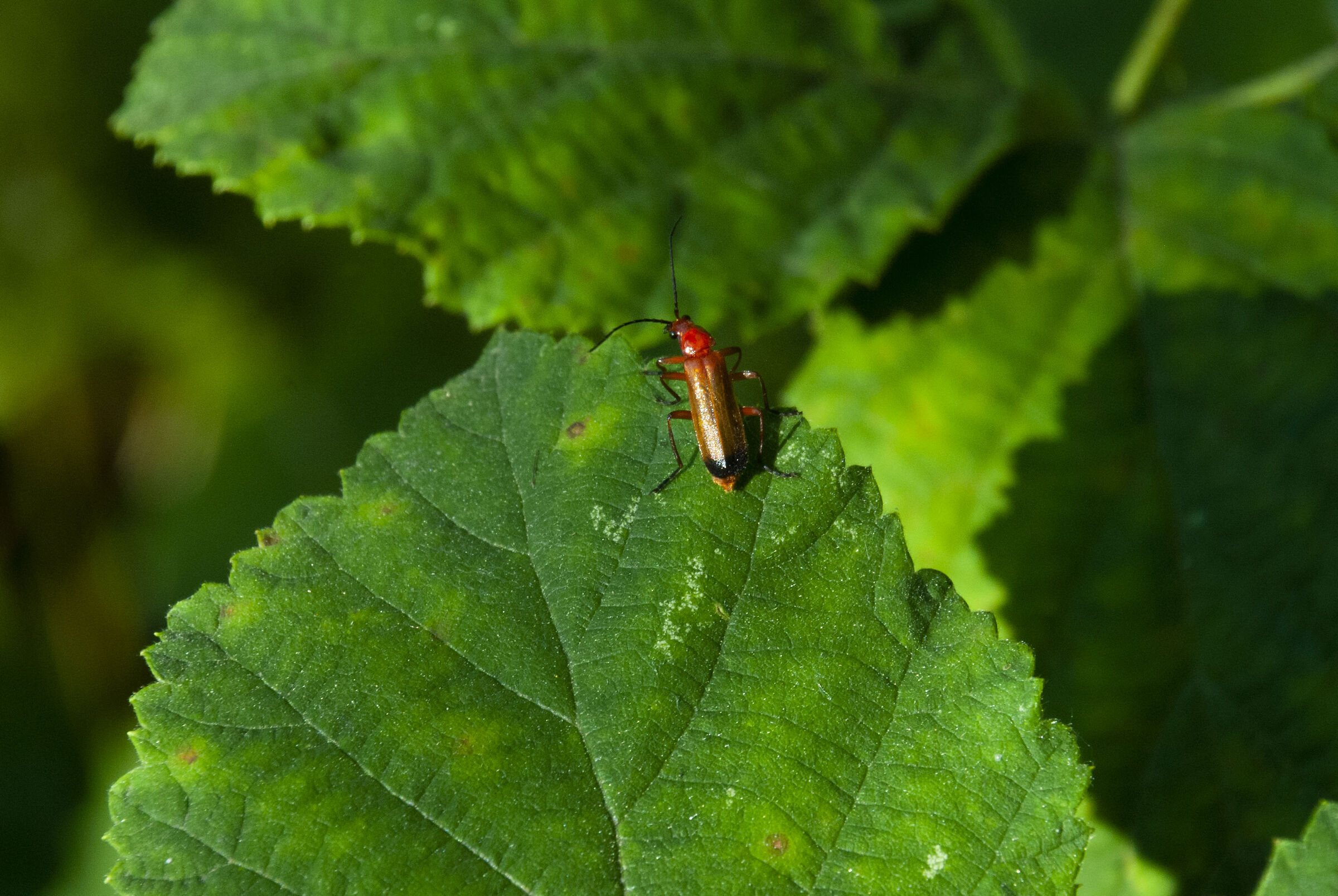 Red insect