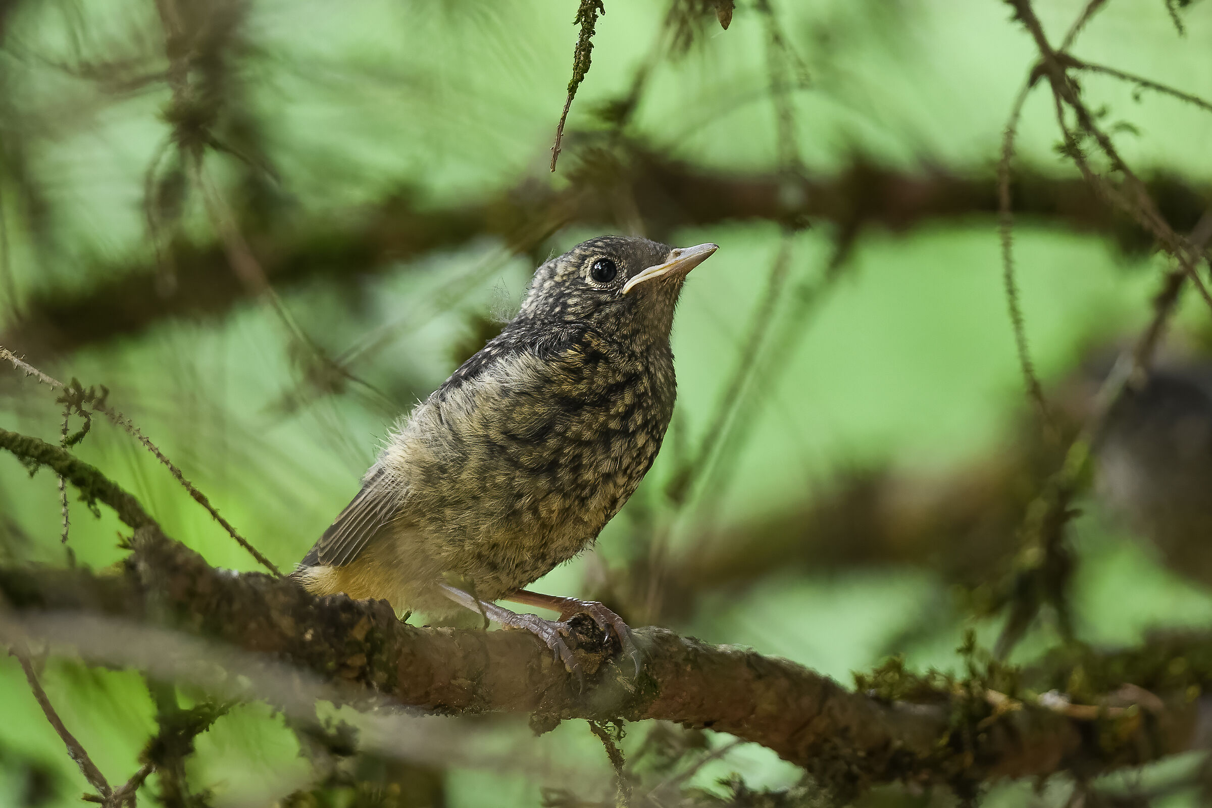 Codirosso: the pullo between the branches