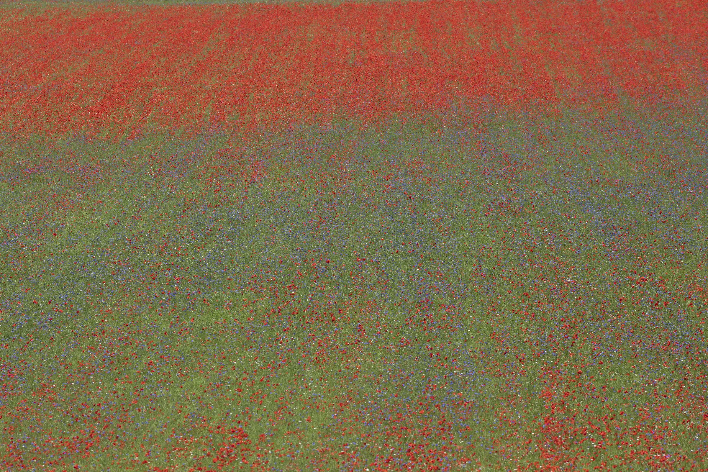 La Fioritura, tra sogno e realtà 2