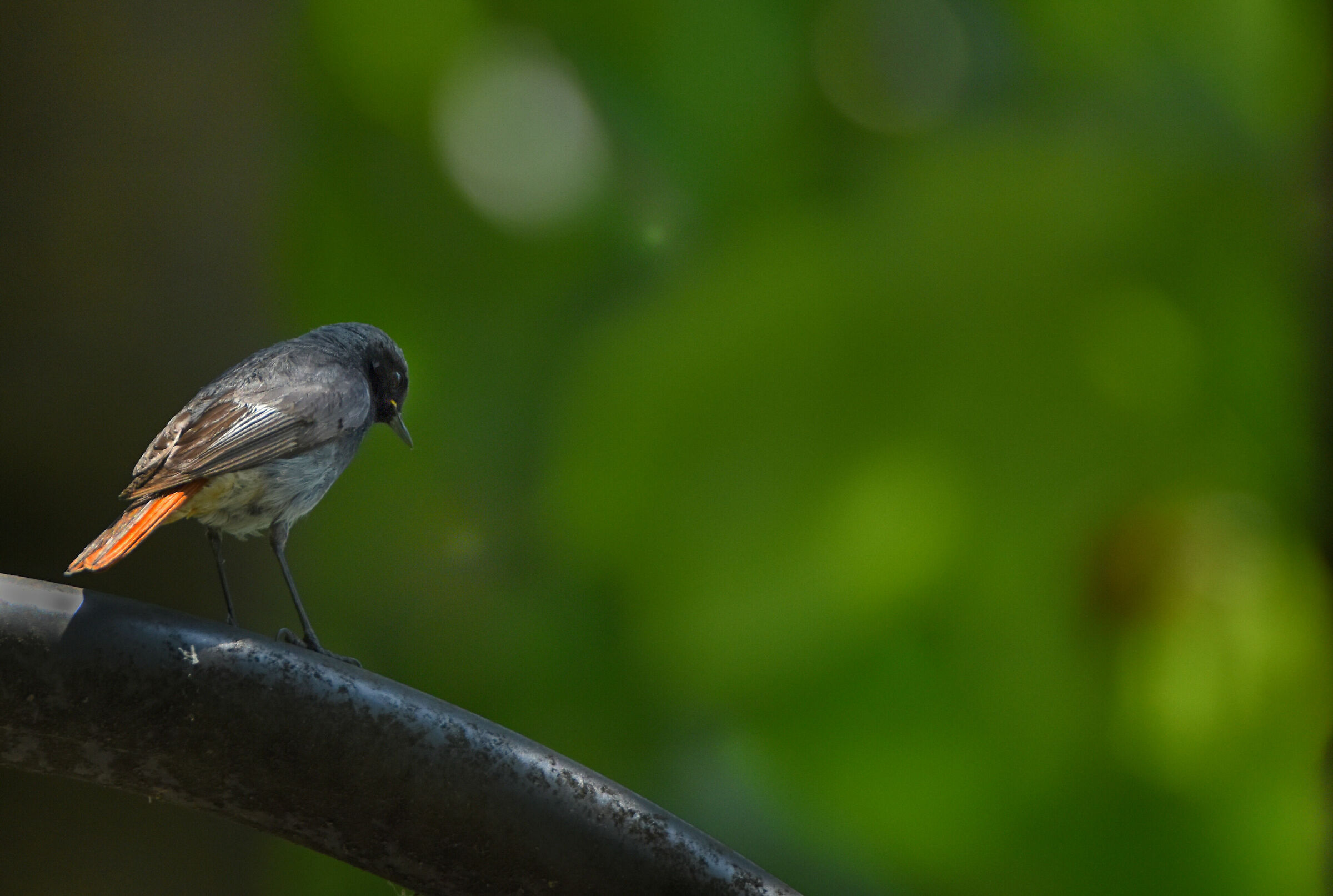 Passeggiando ad Angera
