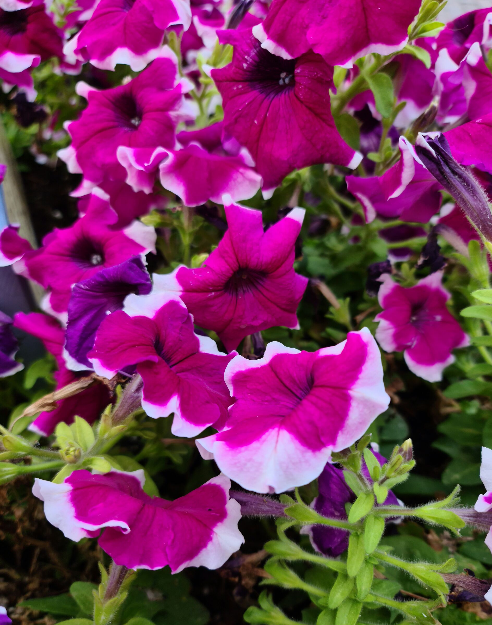 Primo scatto con S20 Ultra