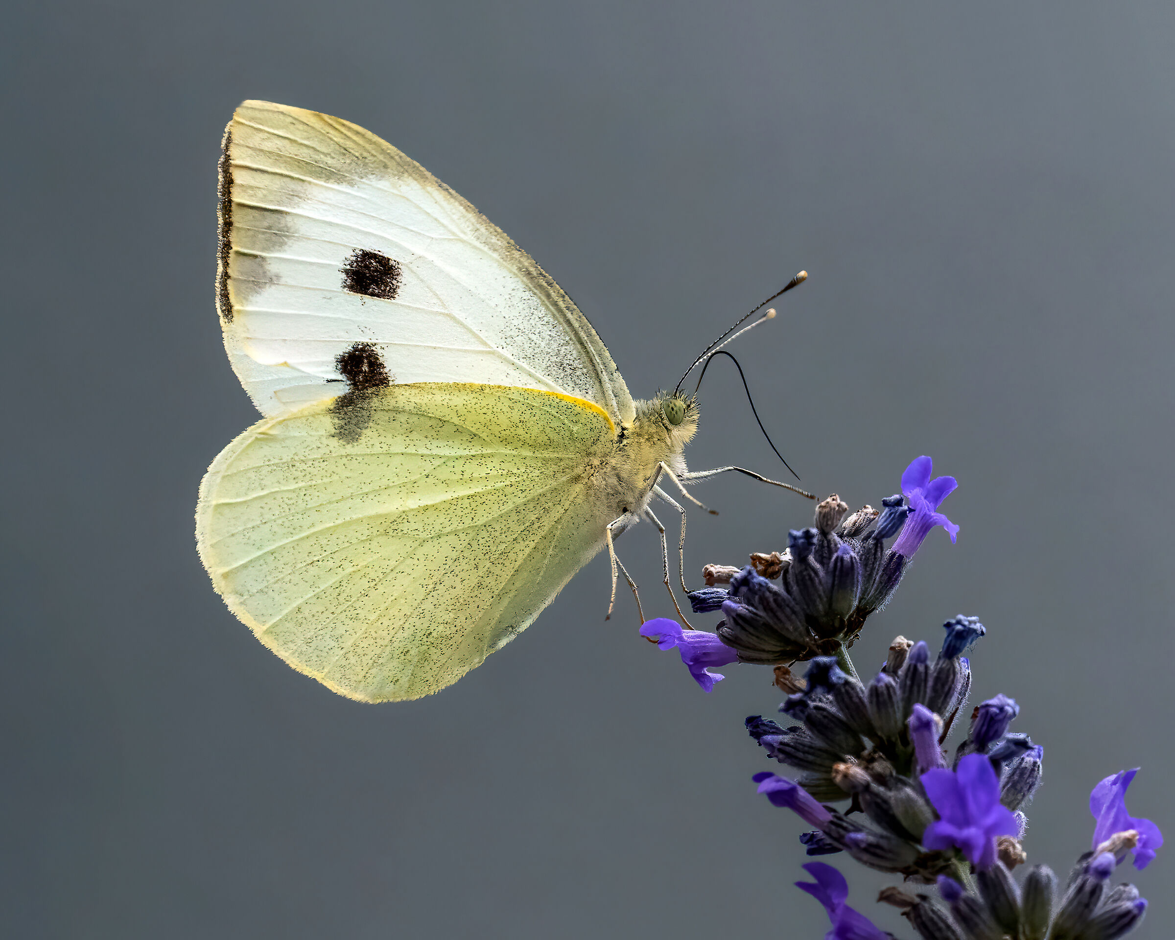 Rapaiola si sgancia dal fiore