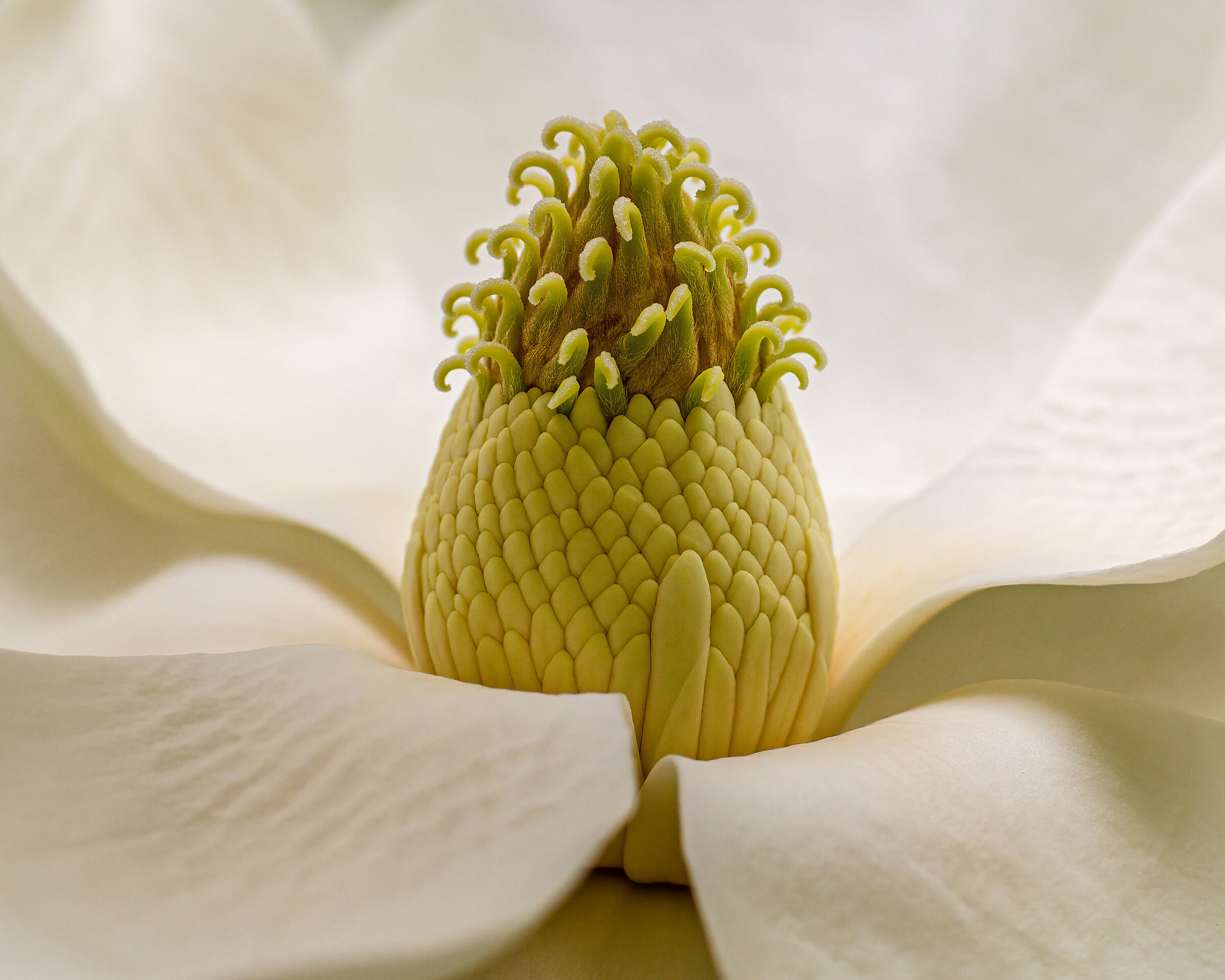 Magnolia grandiflora
