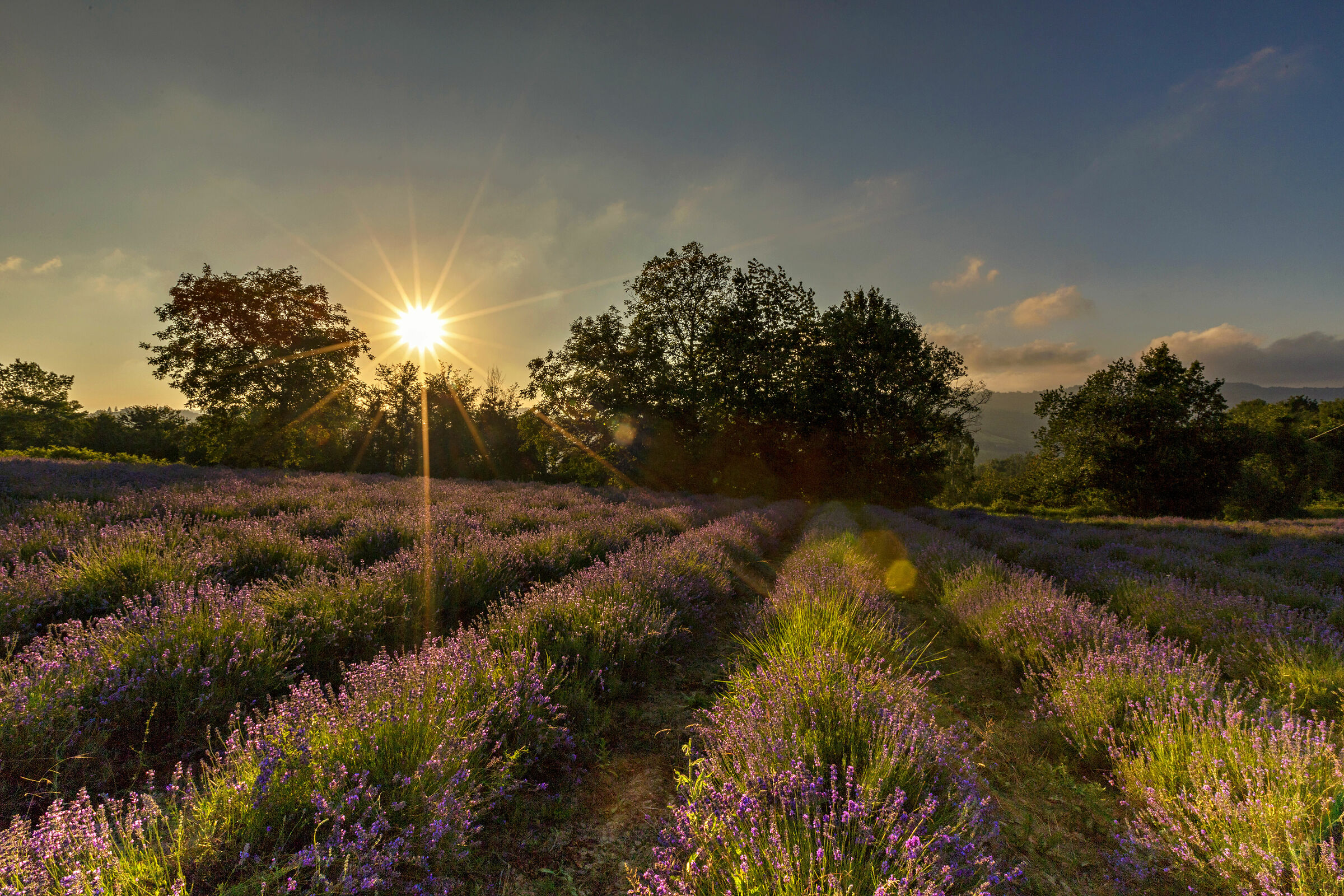 Il tramondo sulla lavanda piemontese