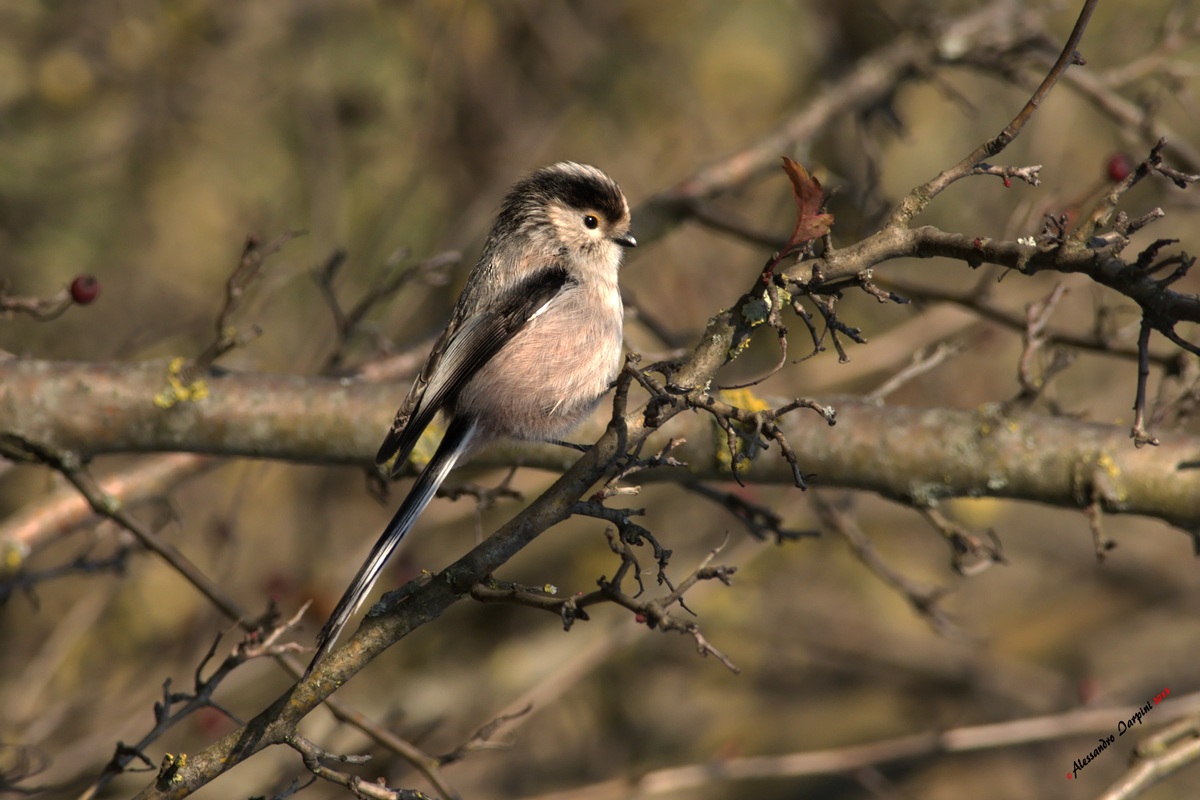 Long-tailed Tit
