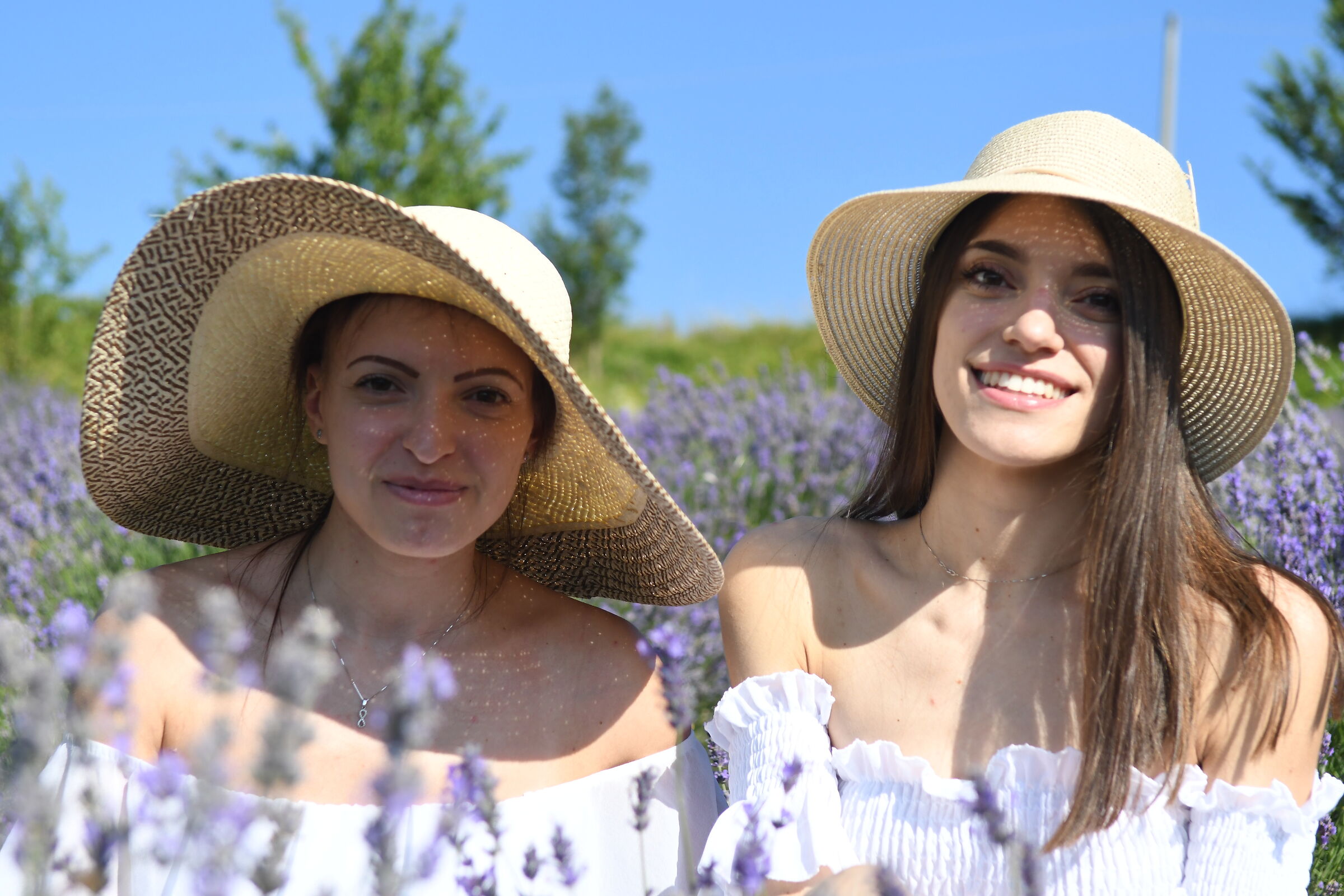 lavanda x 2