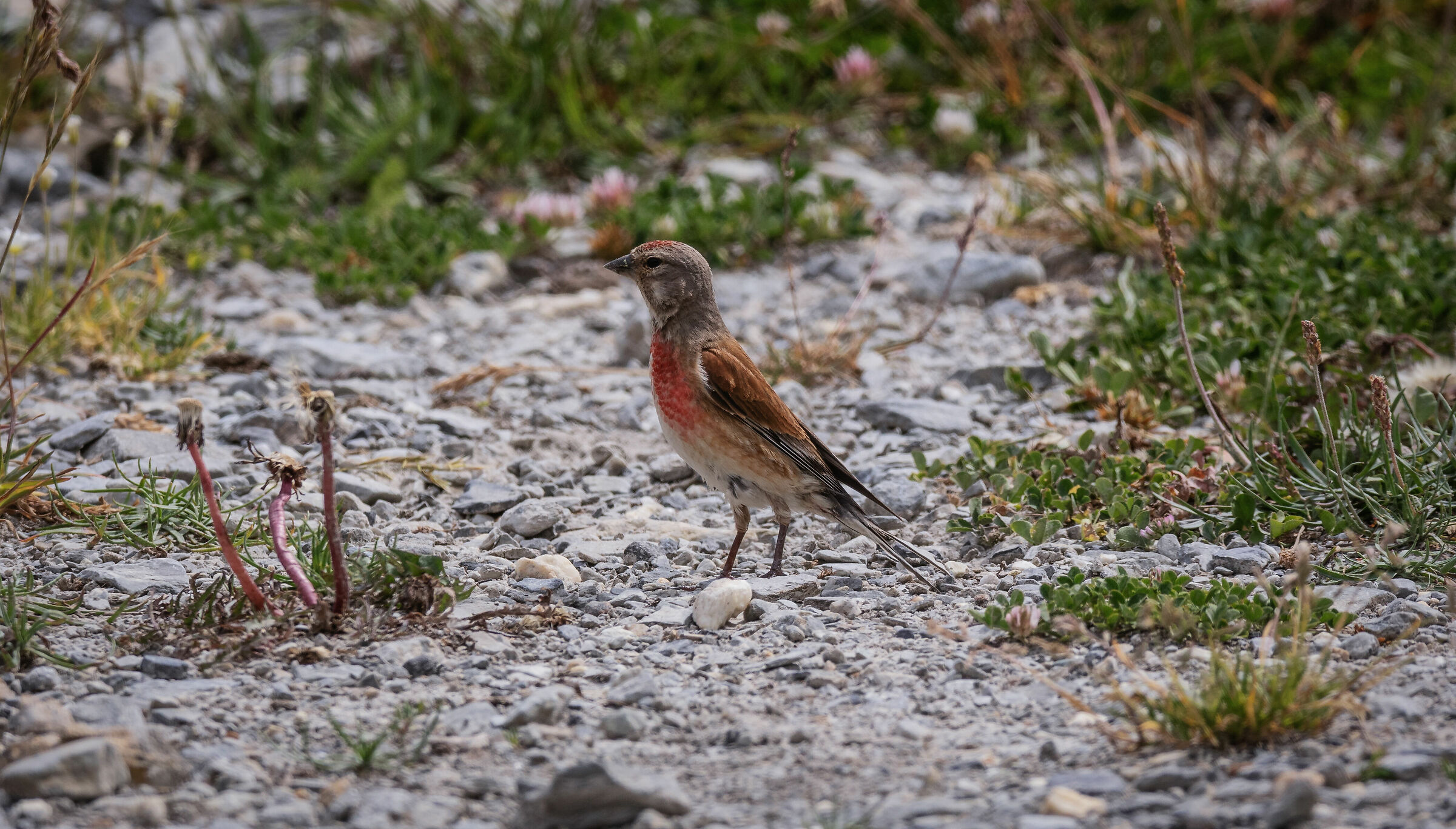 Linnet