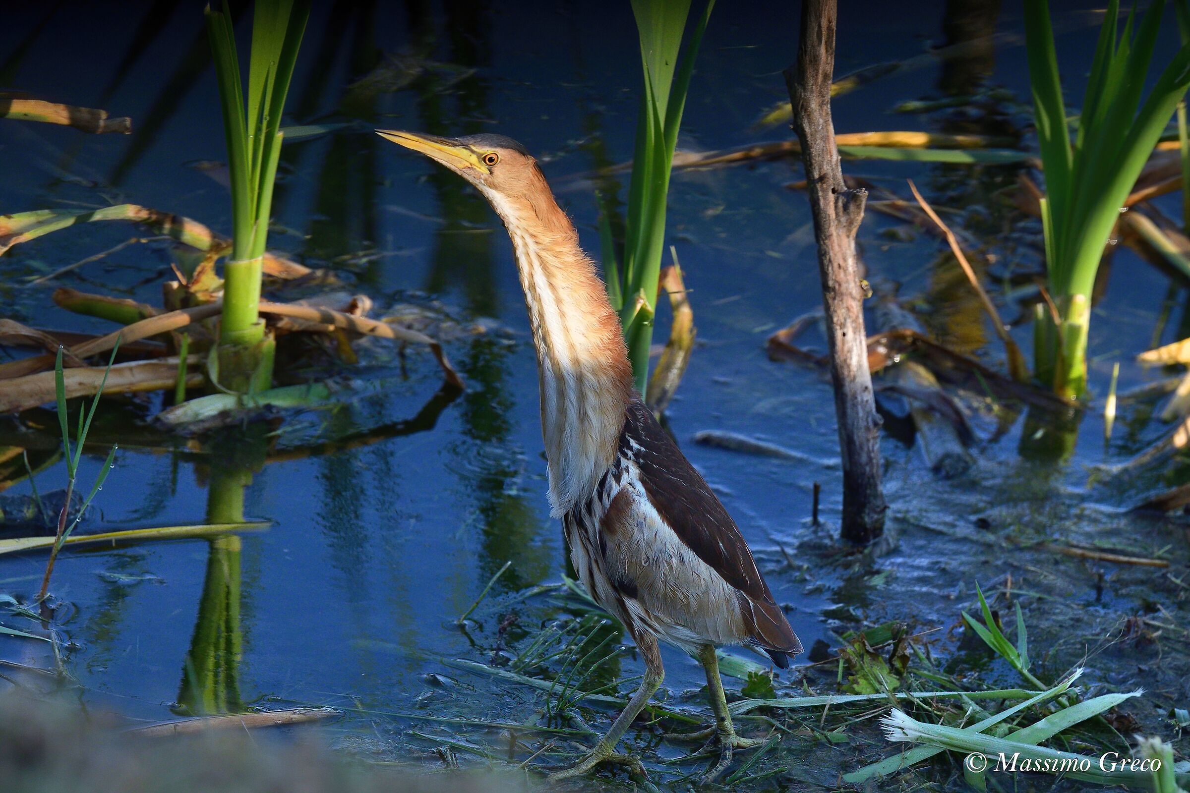 A glimpse of light in the reed canneto - Tarabusino
