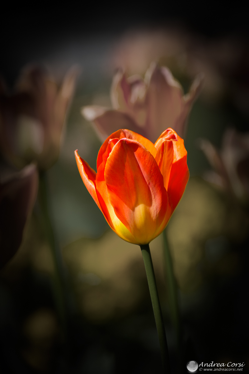 Tulip solitaire