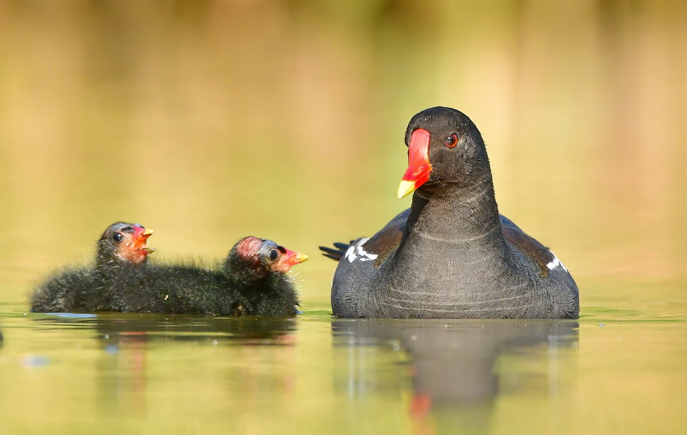 Family (Gallinula chloropus)