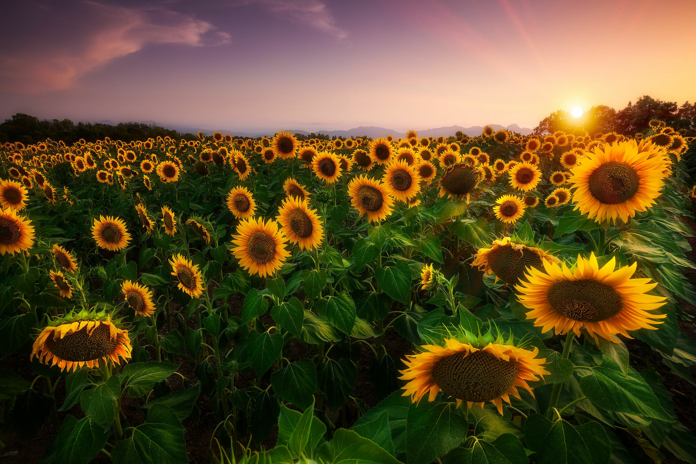 field of sunflowers