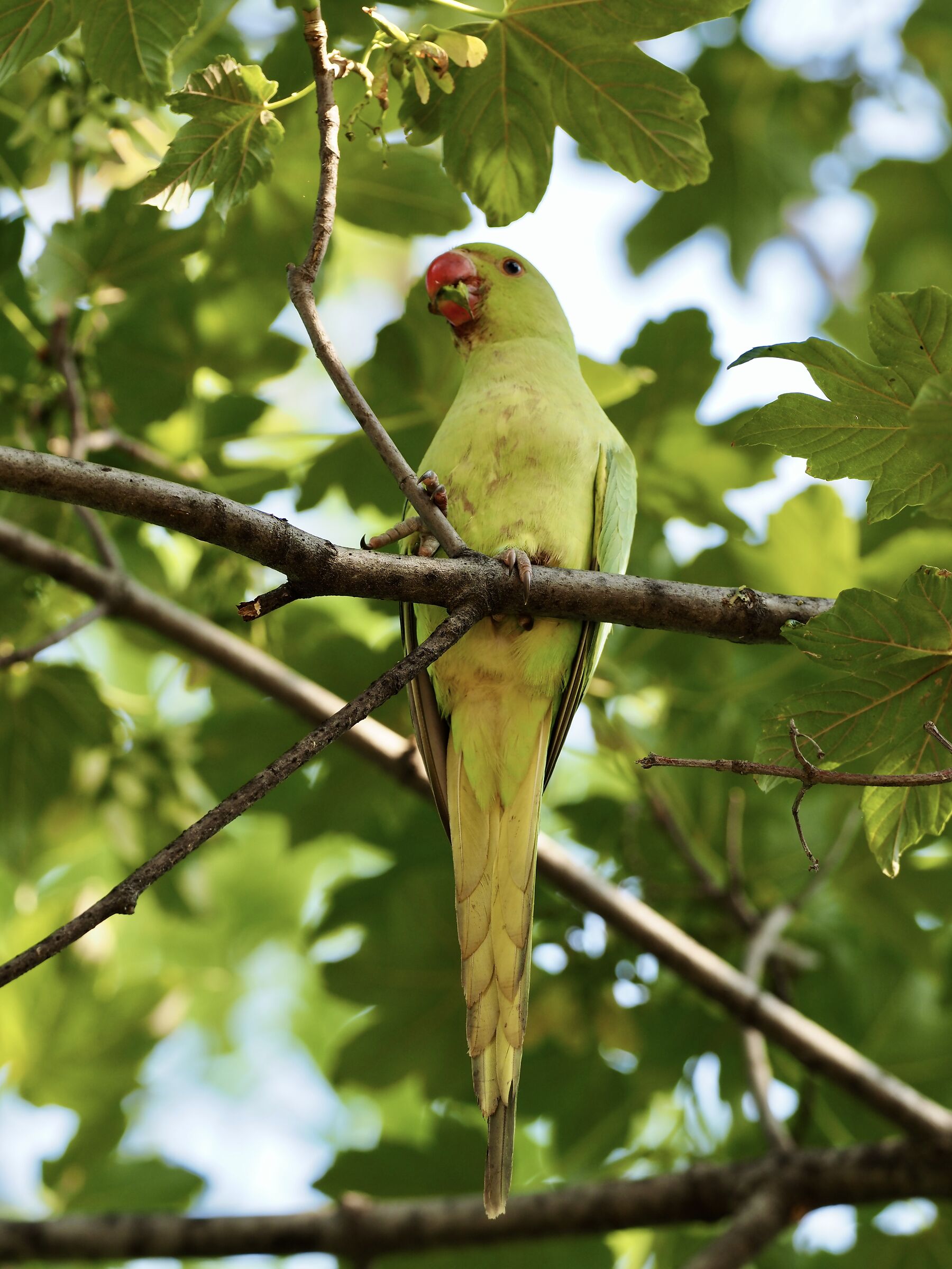 Pararocchetto from the Collar