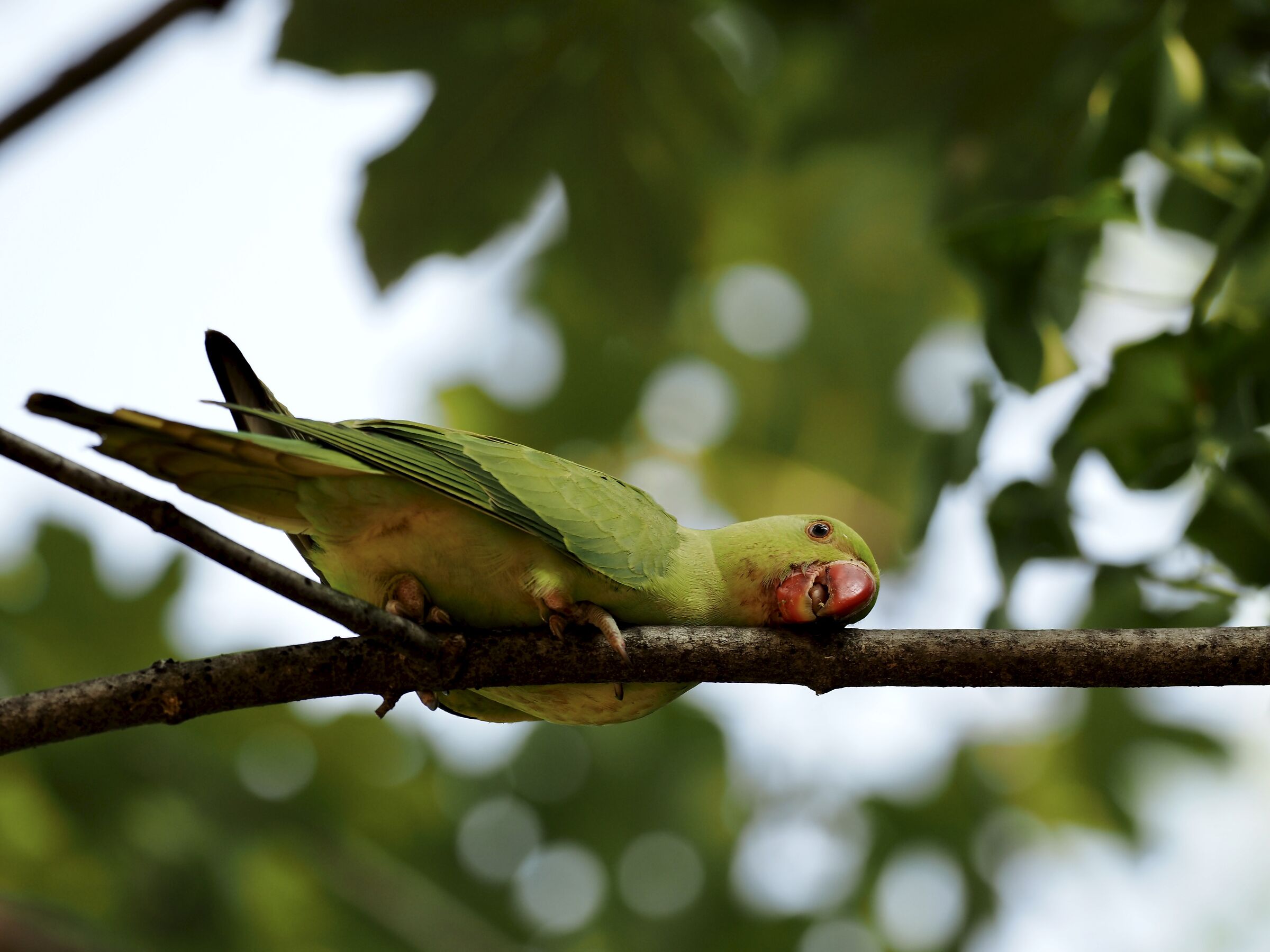 Pararocchetto from the Collar