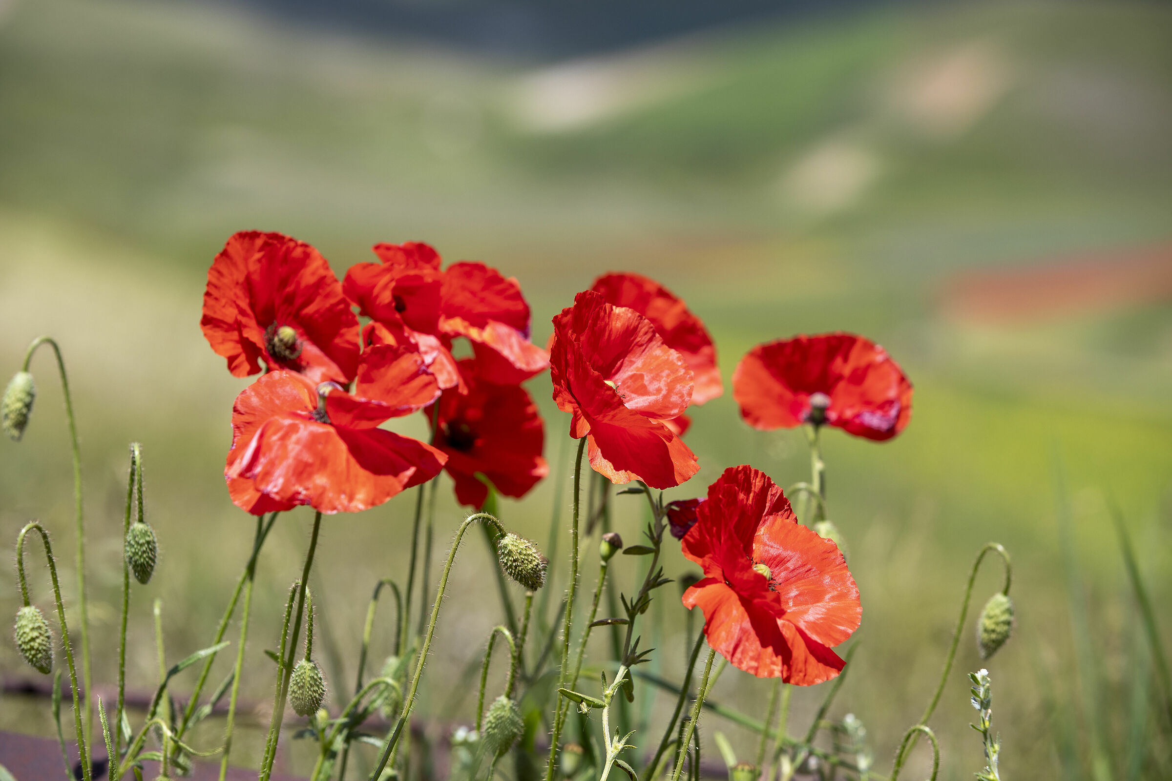 this is also Castelluccio di Norcia