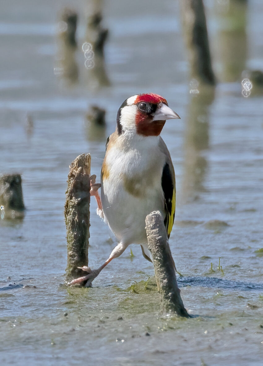 Goldfinch