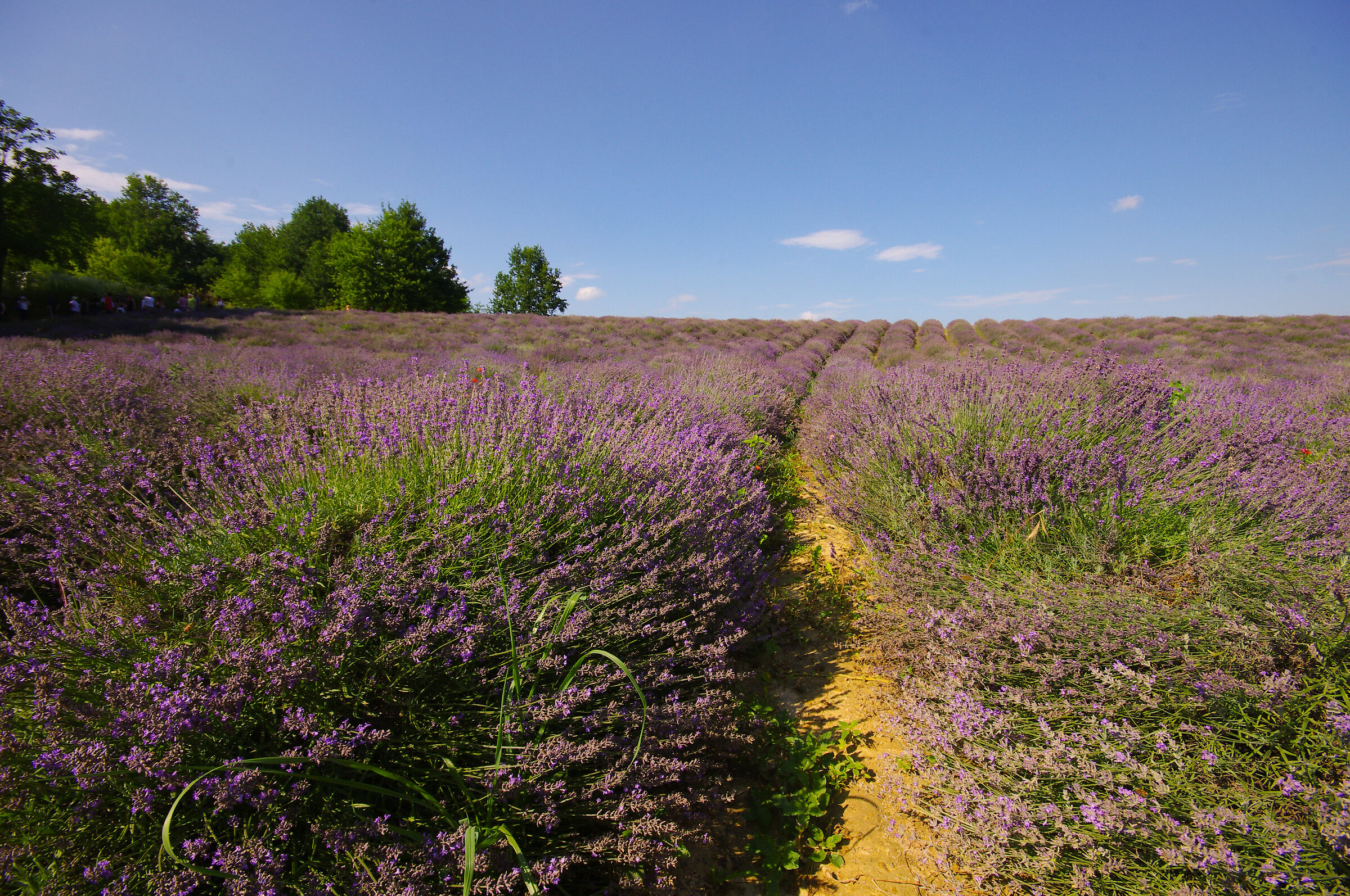 Lavender field
