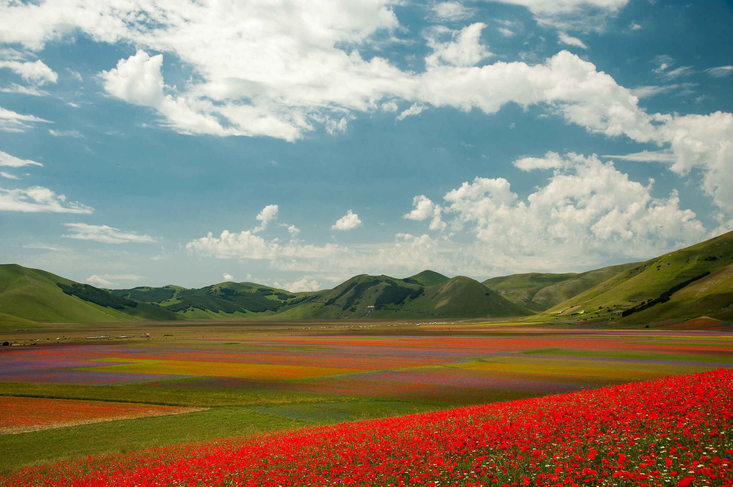 Flowering 2020: a classic