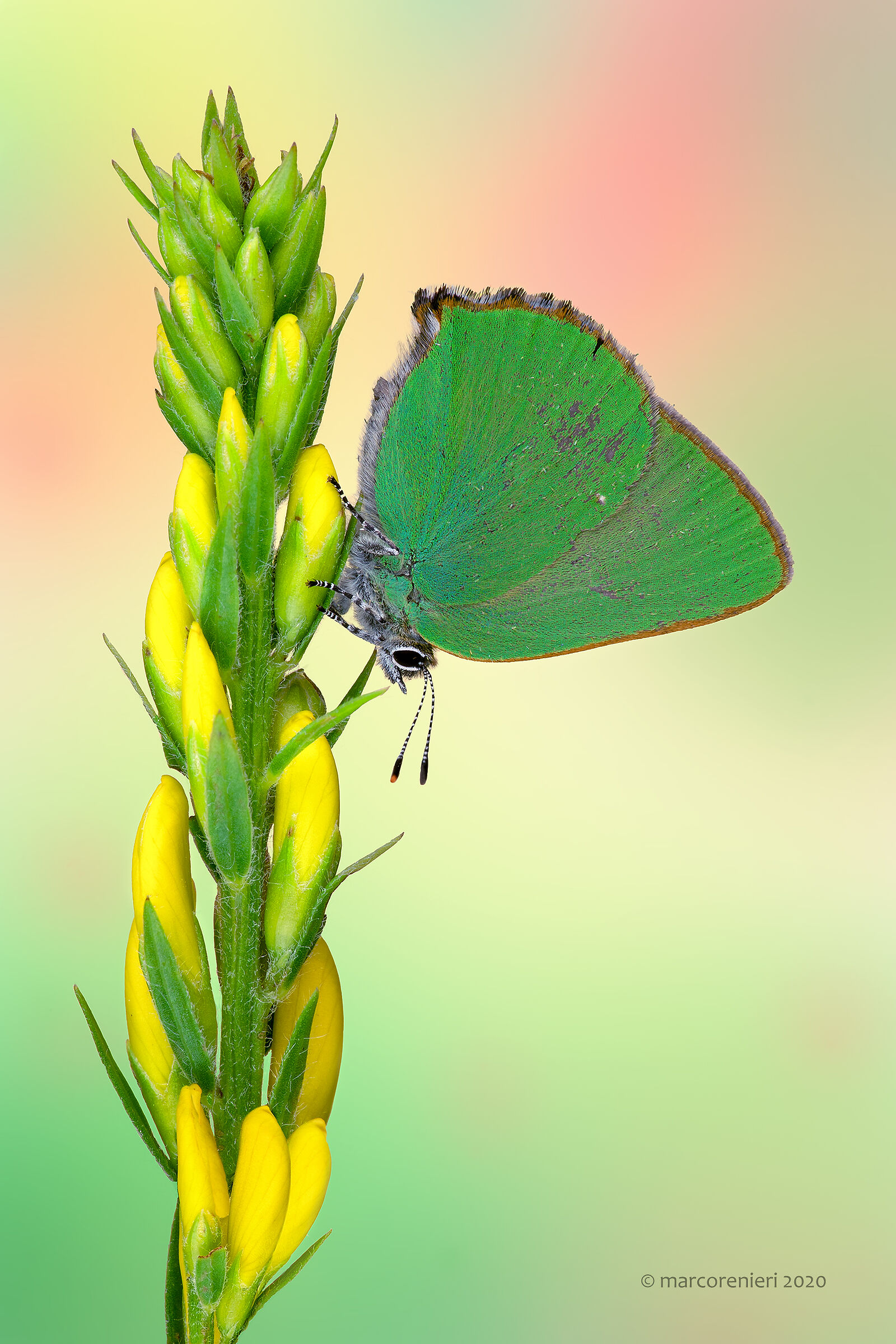 Tecla del rovo (Callophrys rubi)