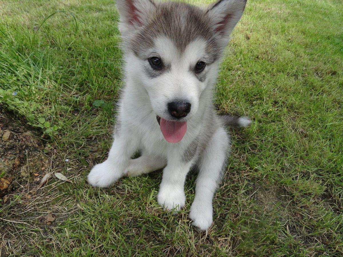 Breeding Alaskan Malamute