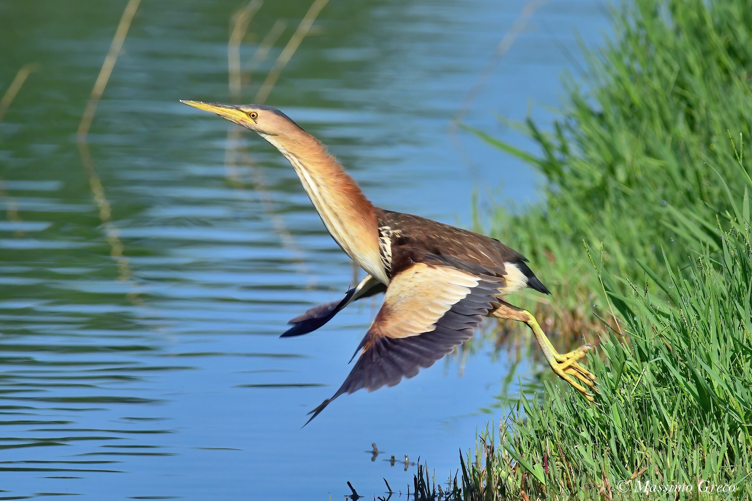Tarabusino (Ixobrychus minutus) Take off