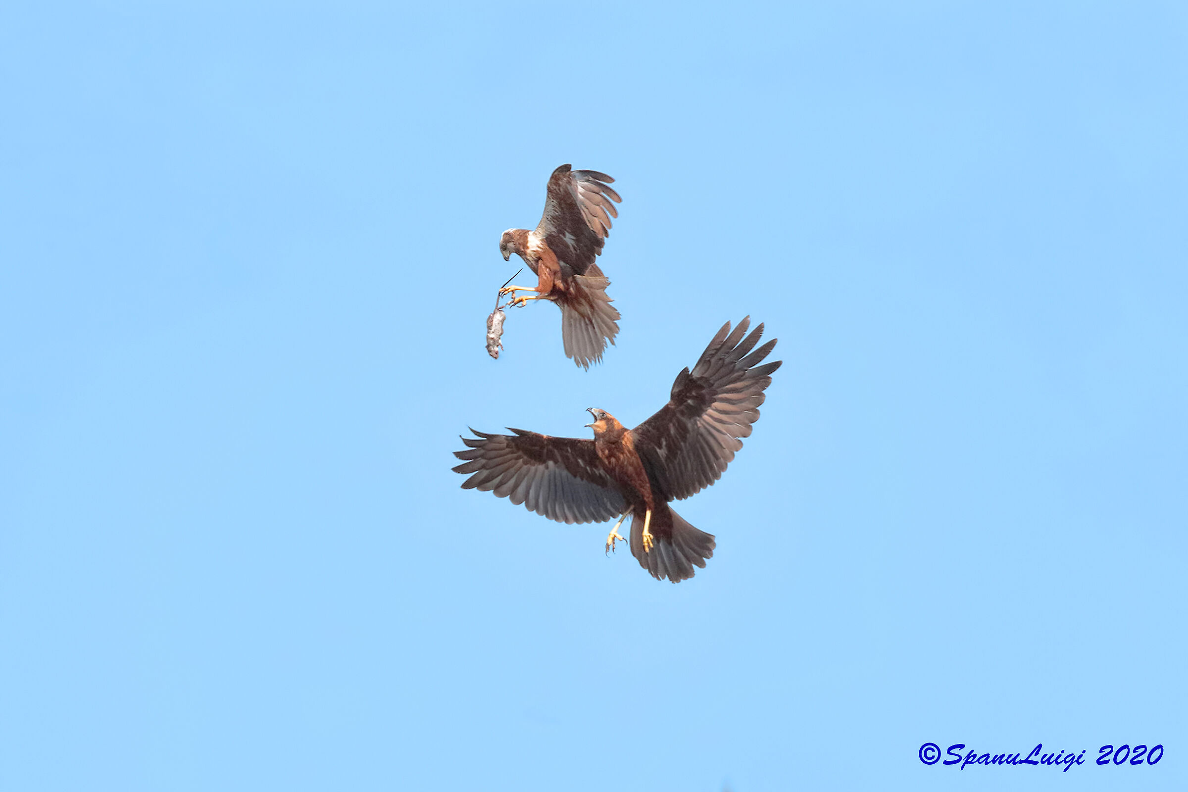 Falchi di palude, passaggio preda.