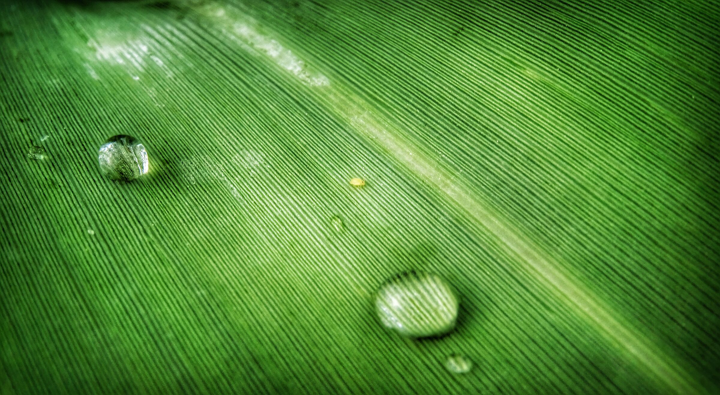 Dew on the leaf