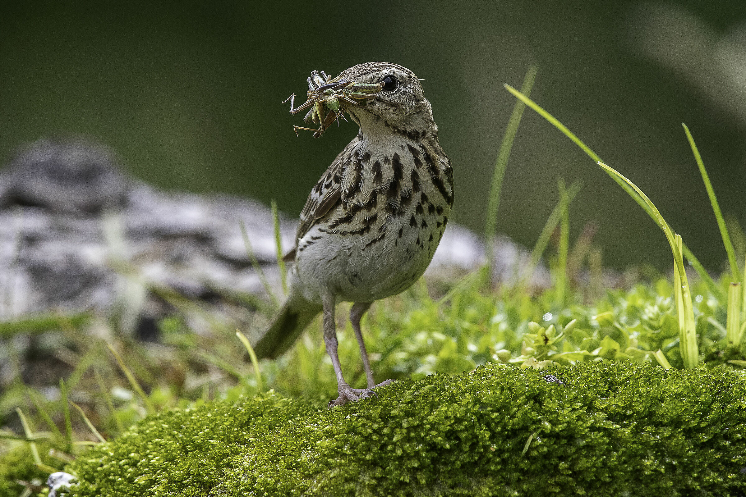 prispolone con preda