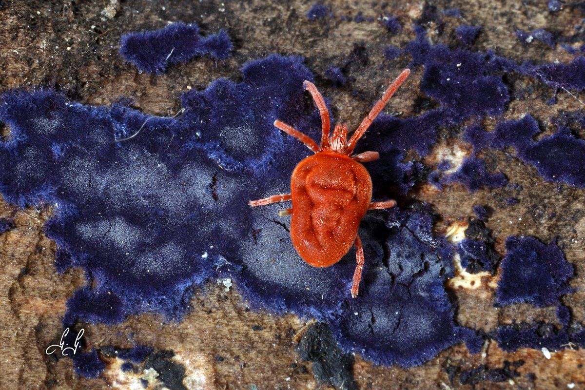 Trobidium holosericeum