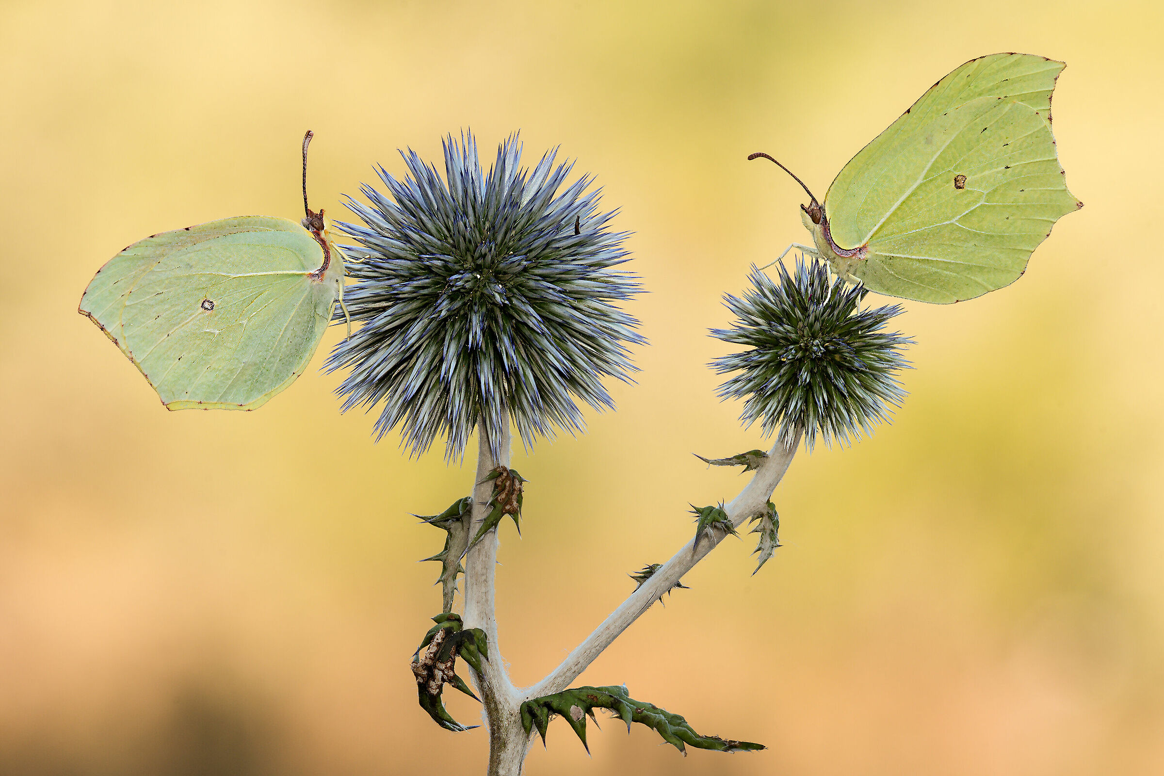 Gonepteryx cleopatra