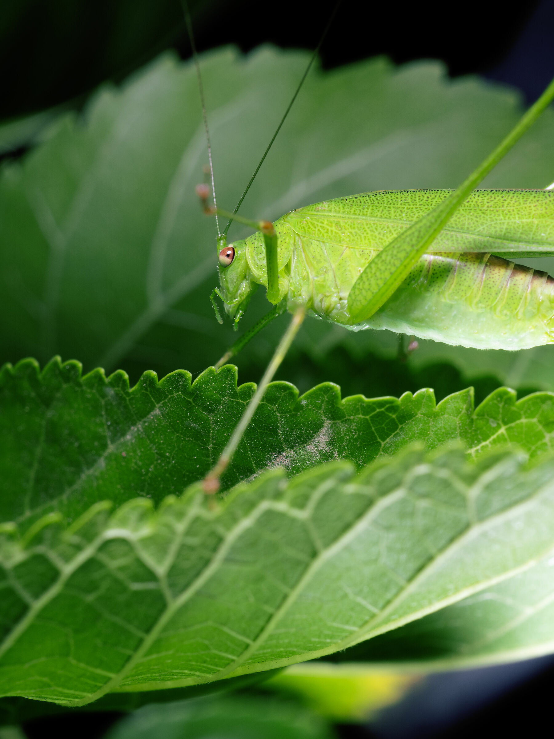 verde su verde