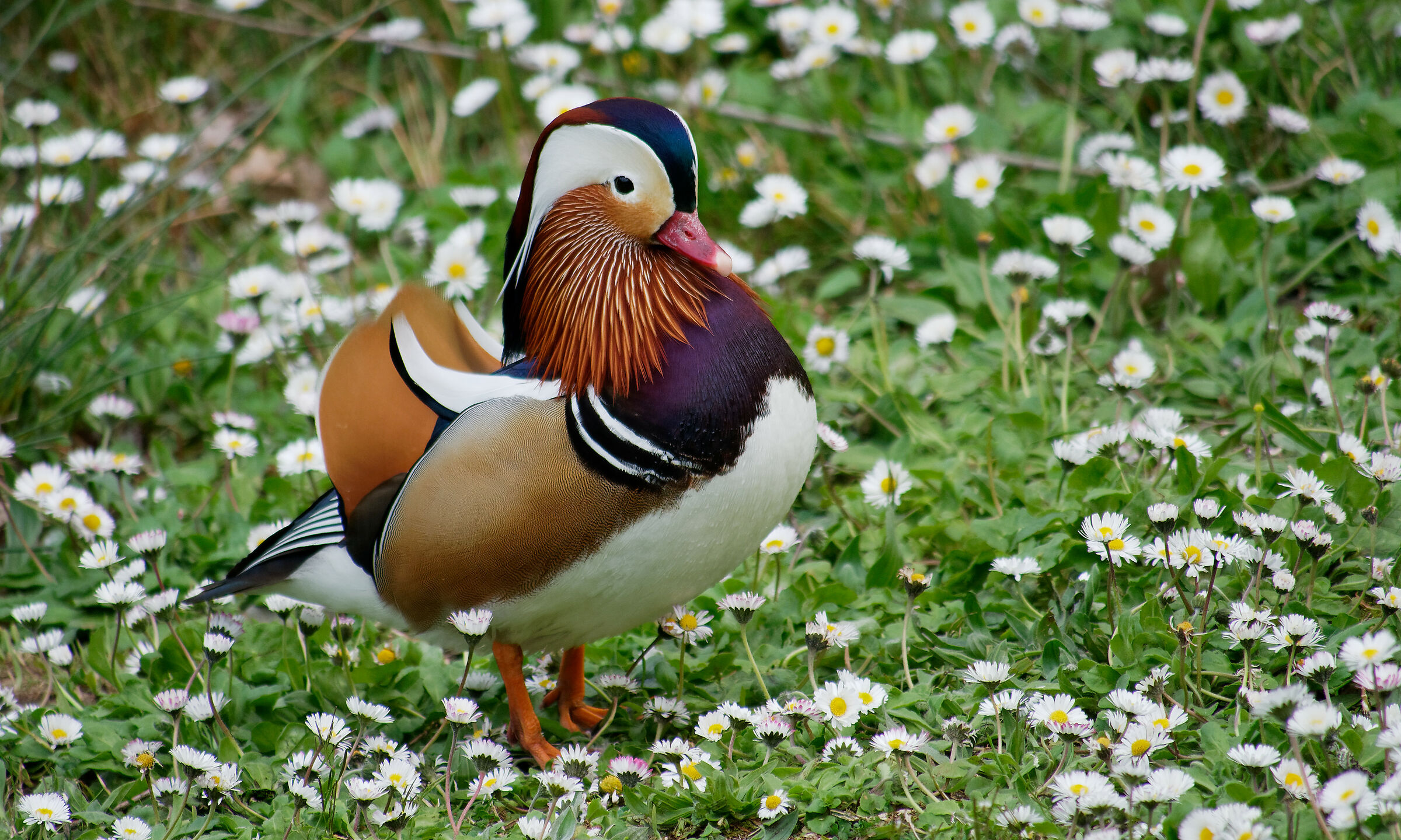 Mandarin among daisies