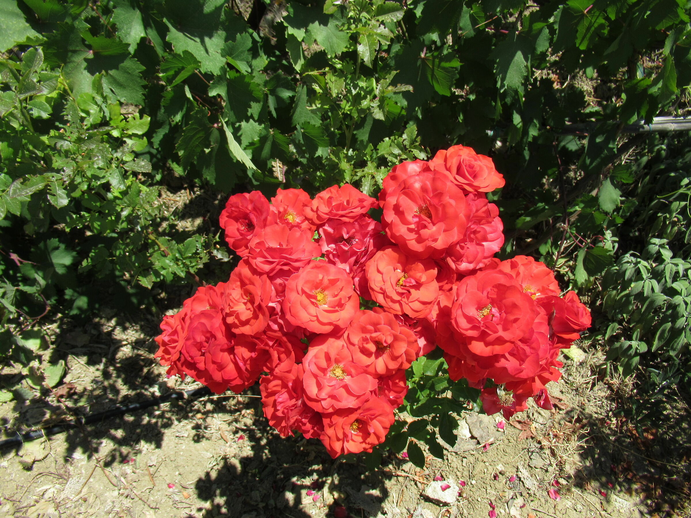 rose Canon PowerShot sx620 HS