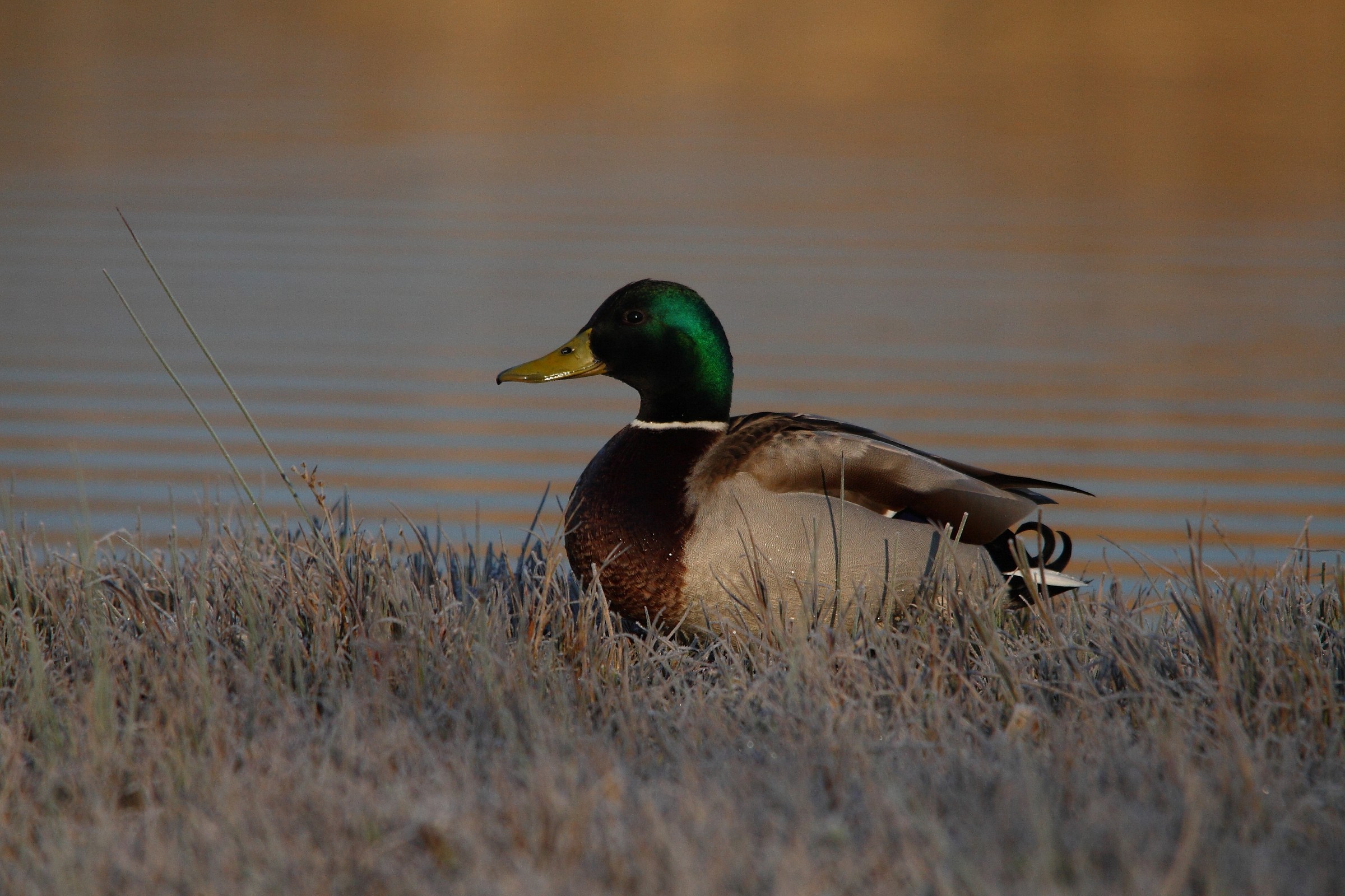 Germano Reale TRA L'Erba ghiacciata