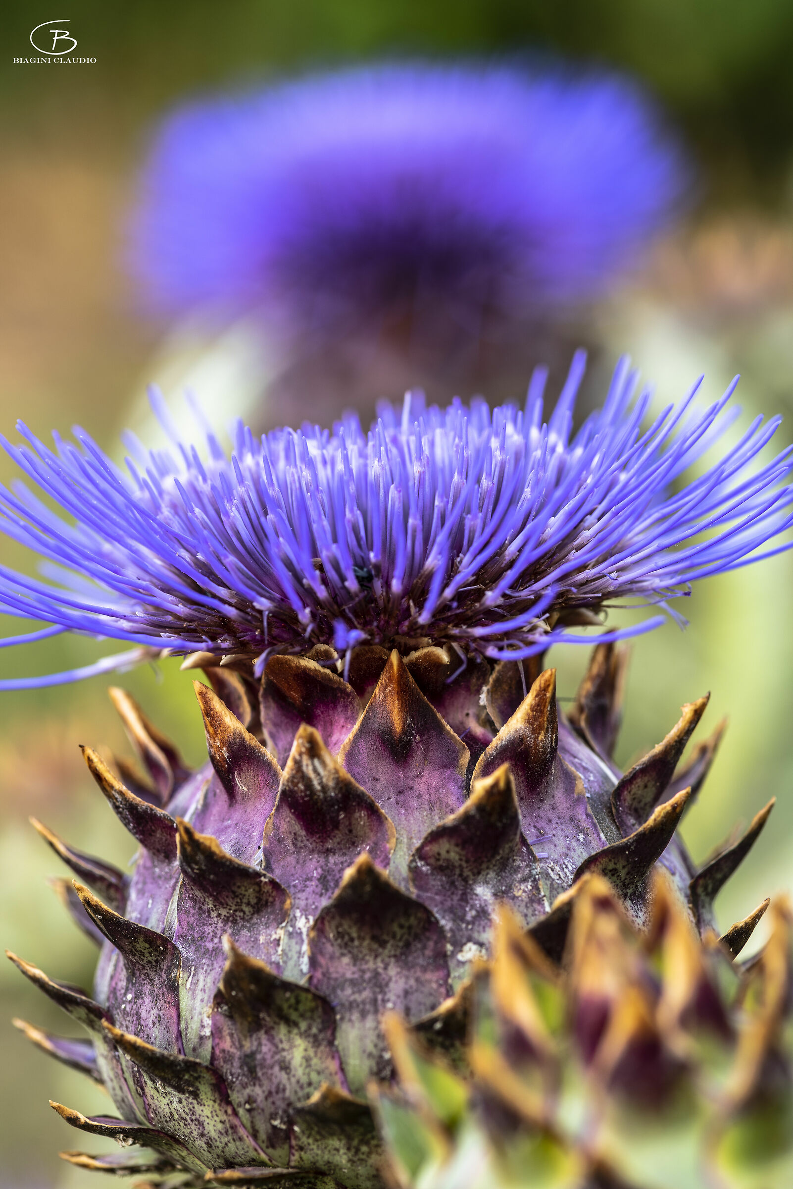Thistle Flower