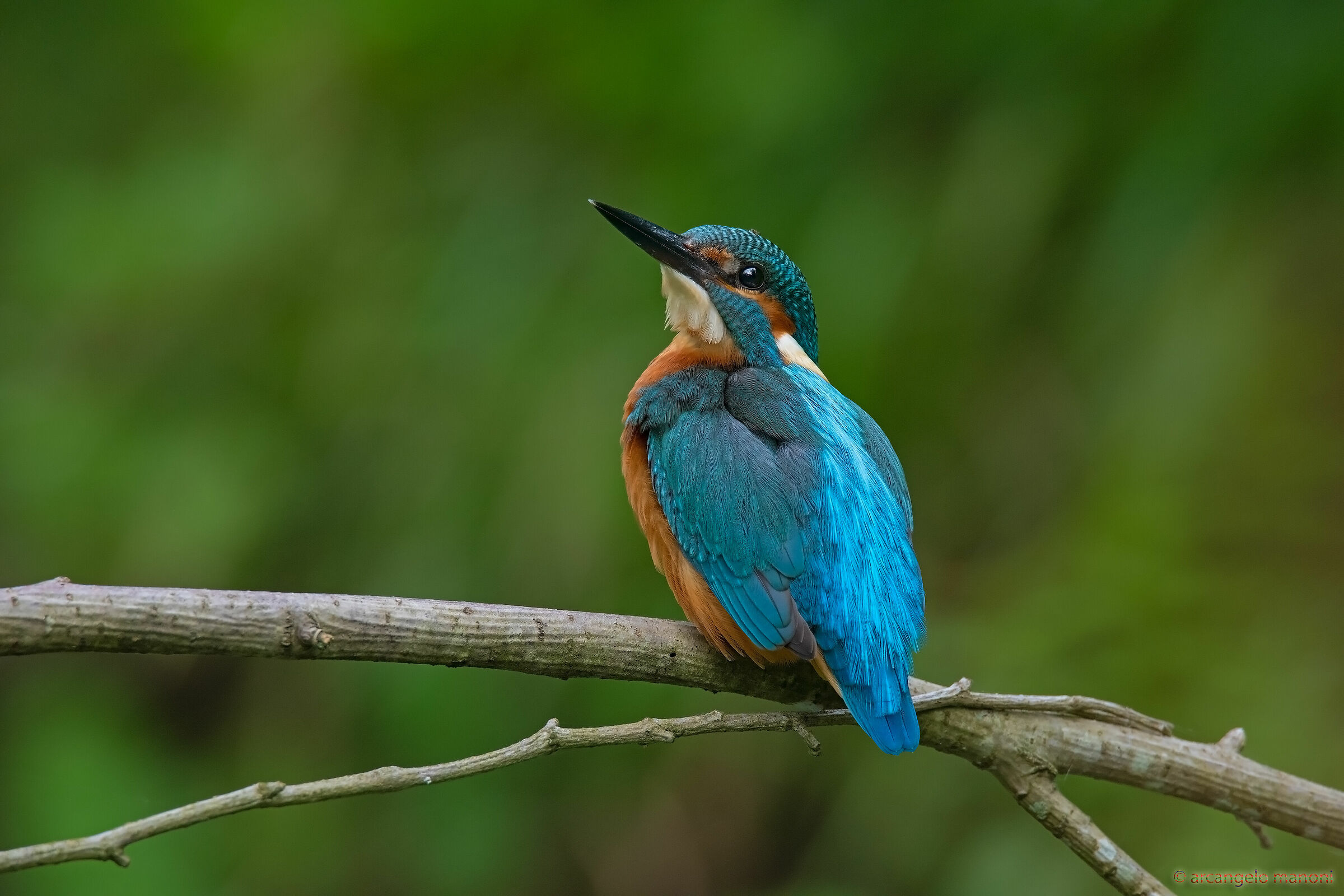 The sweet look of the martini