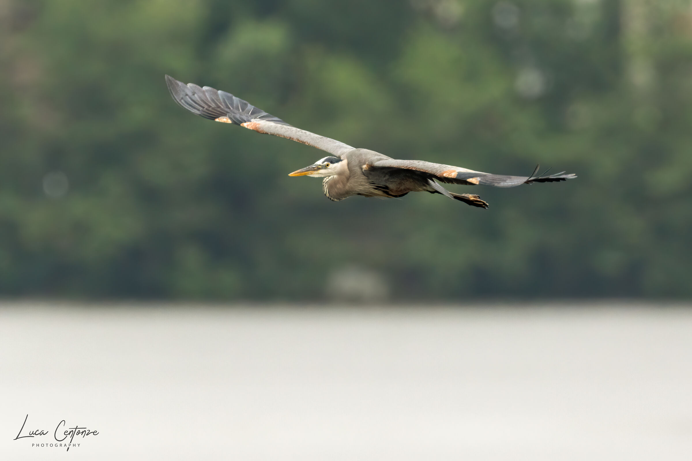 Great Blue Heron (Ardea herodias)