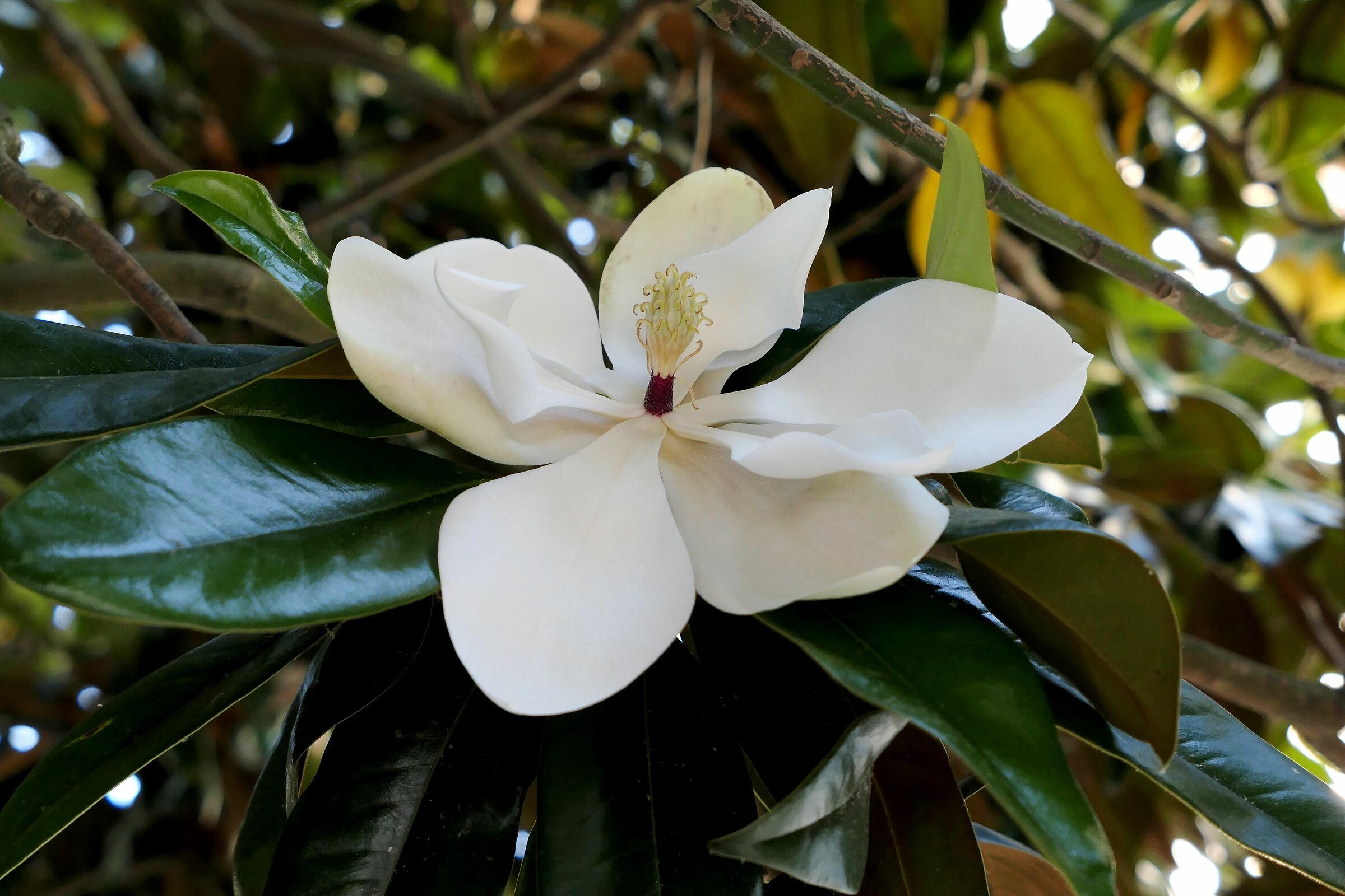 Fiore di Magnolia
