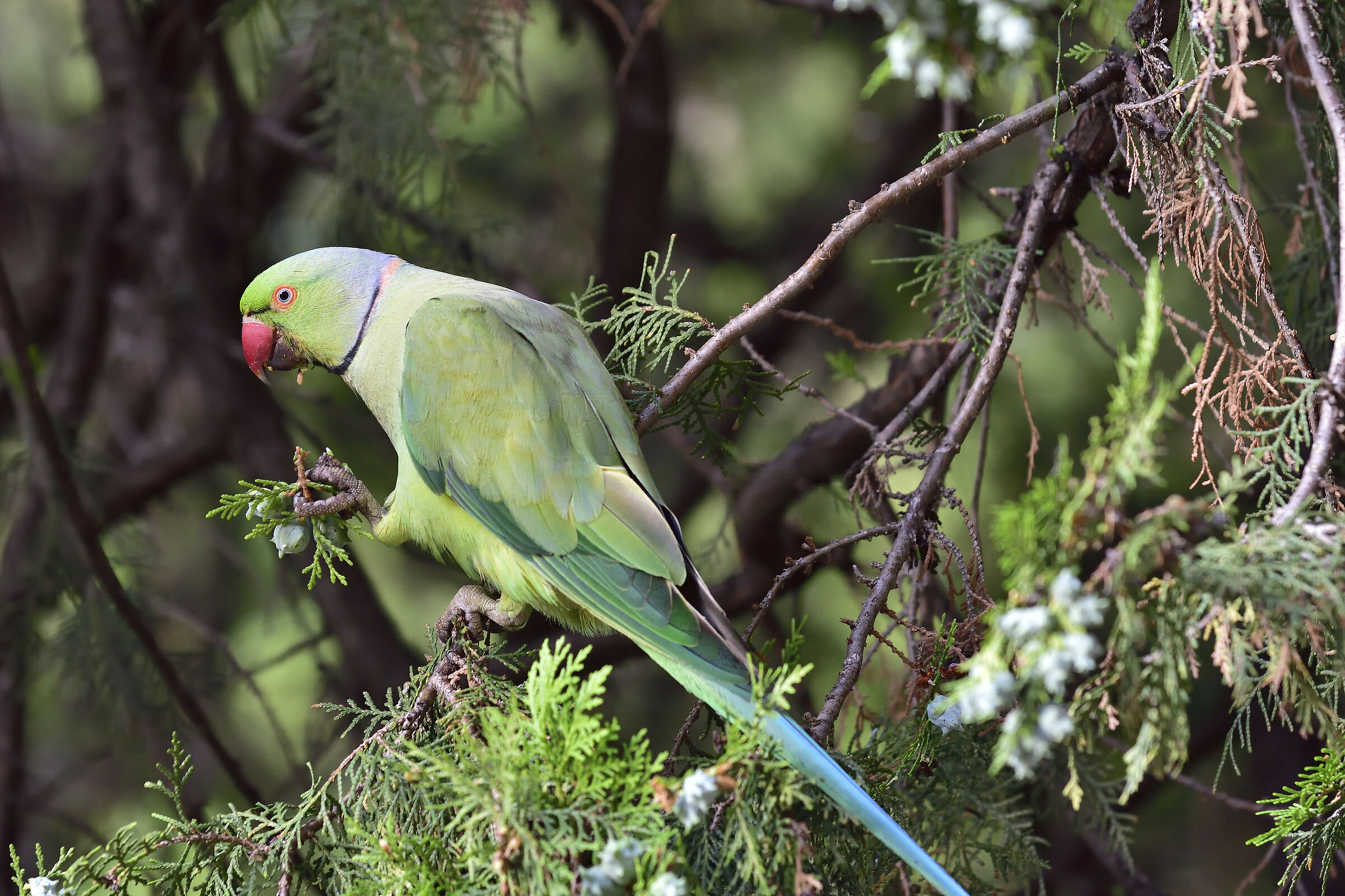 Prima colazione abbondante