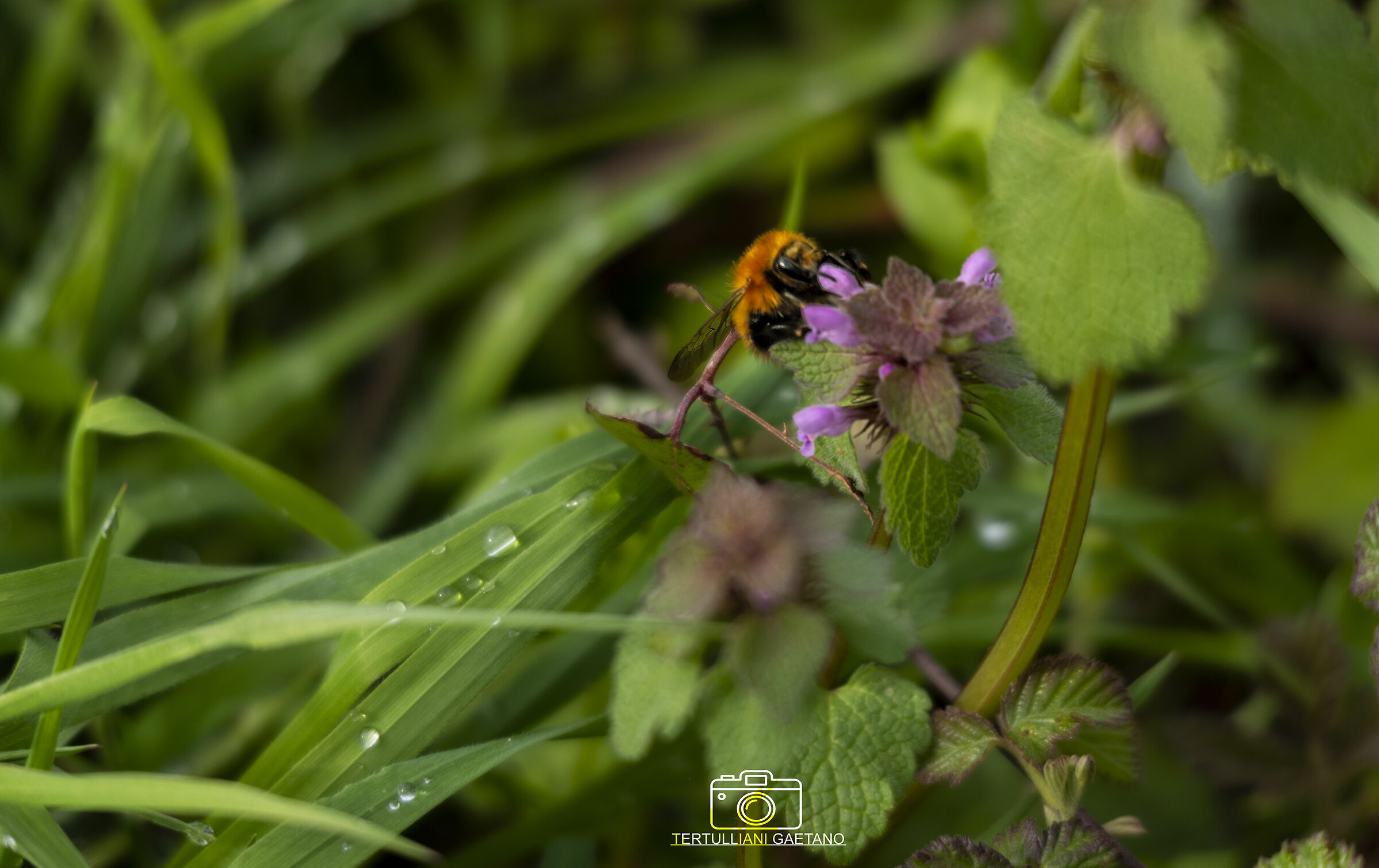 Bombus Macrography