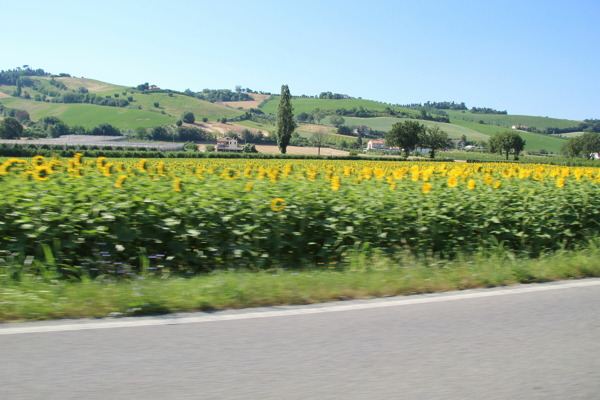 Il cipresso a guardia dei girasoli