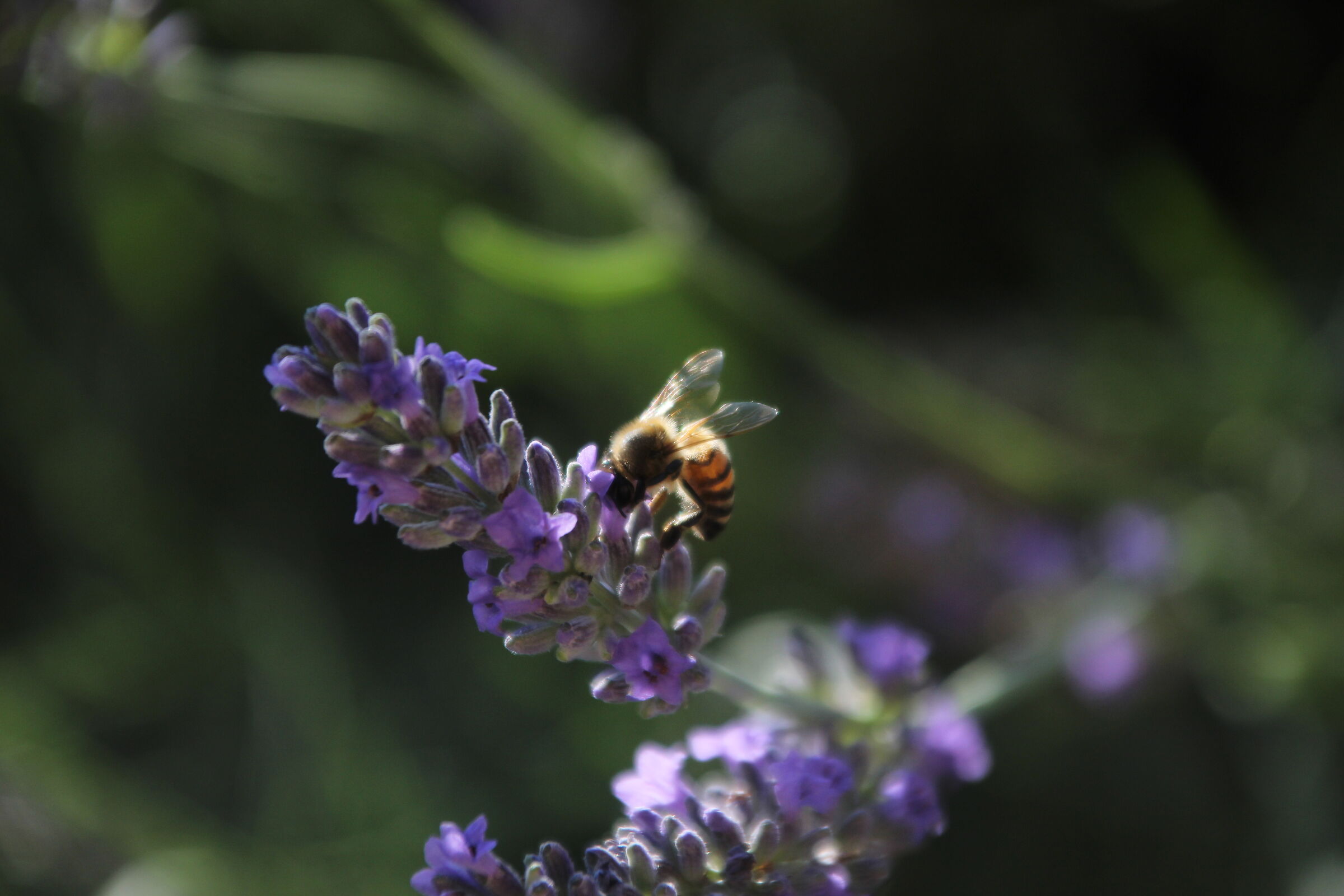 L'ape sulla lavanda