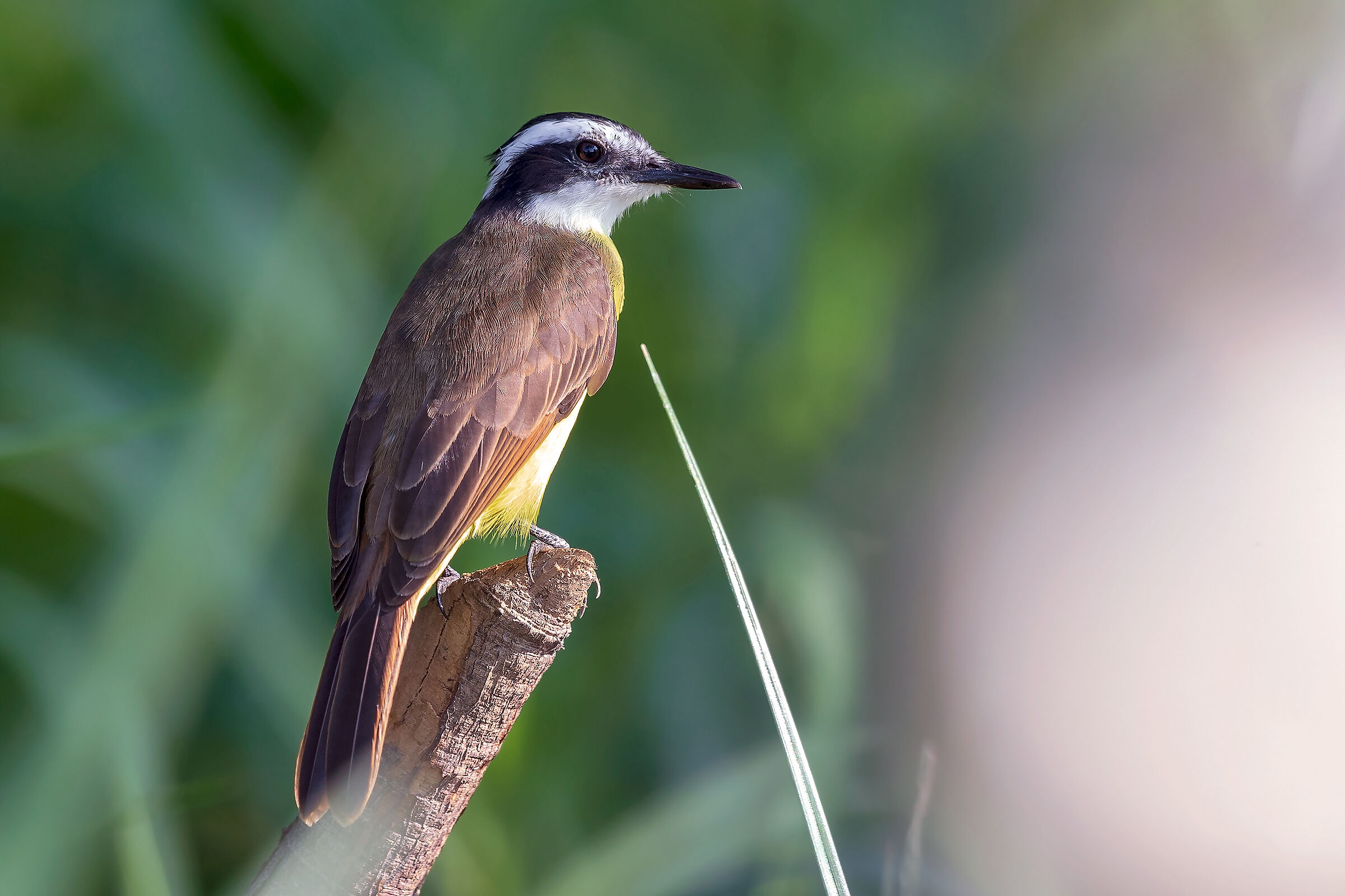Great kiskadee